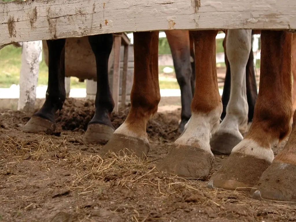 Horse with a coronet leg marking