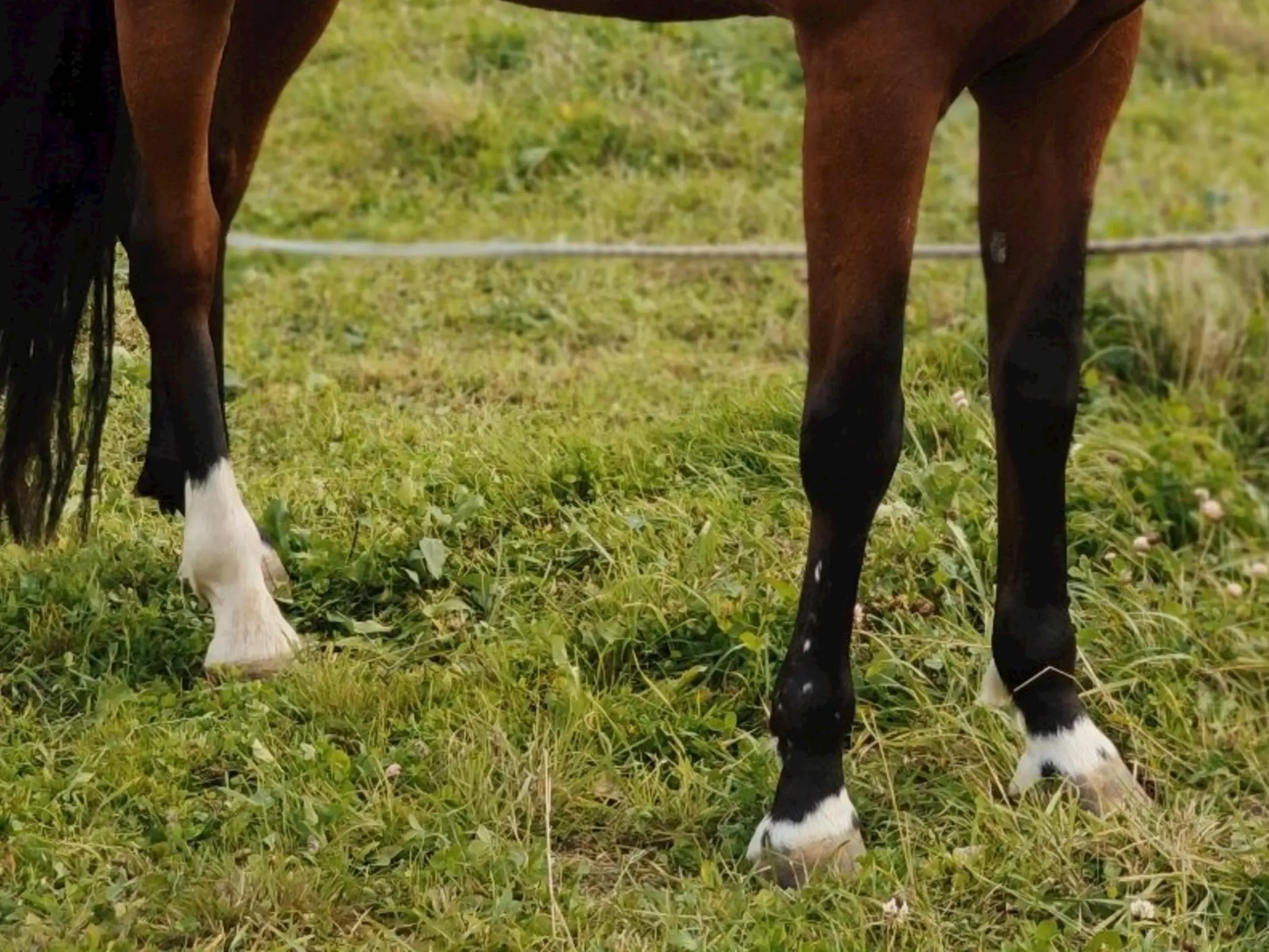 Horse with ermine spots