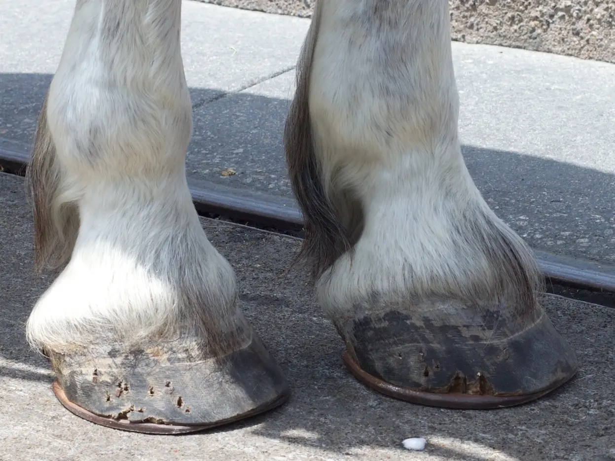 Horse with ermine spots