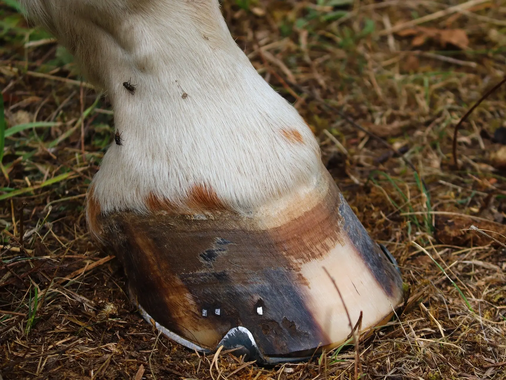 Horse with ermine spots