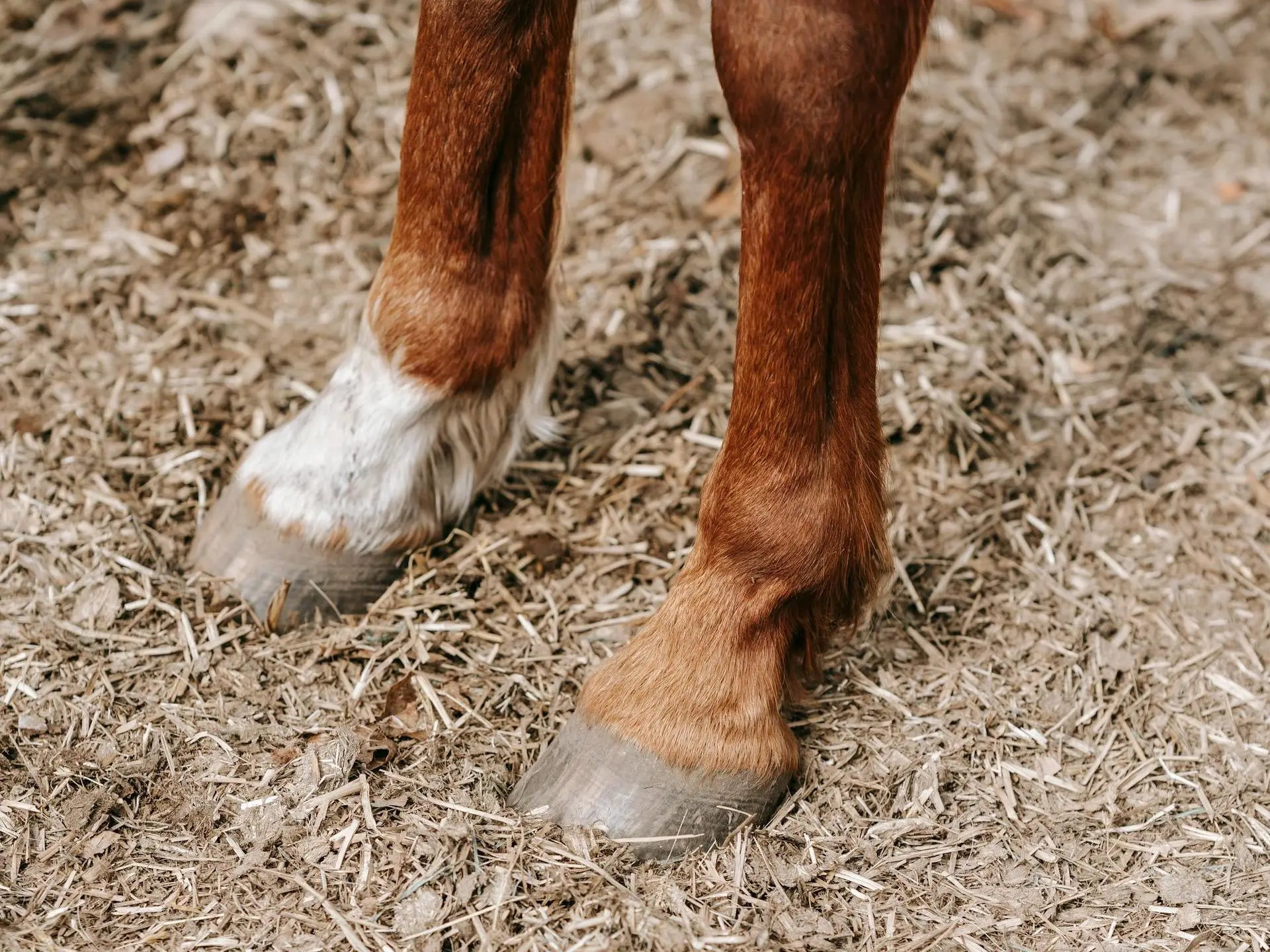 Horse with ermine spots