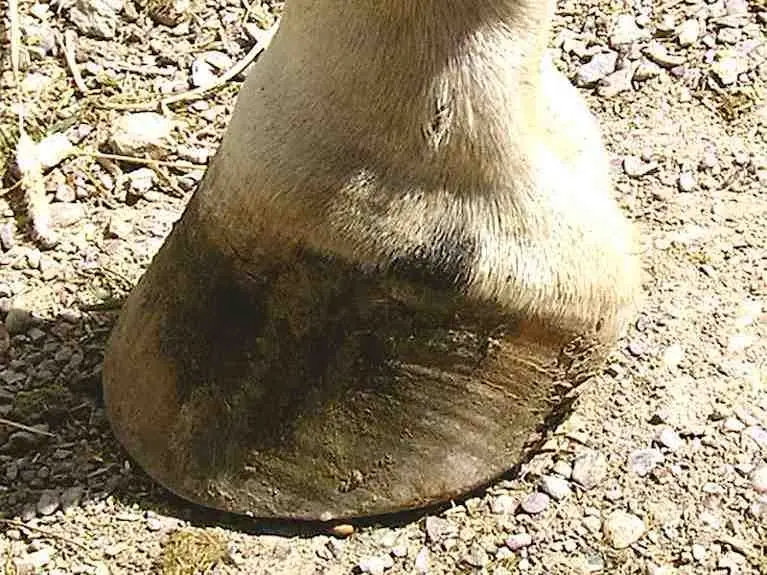 Horse with ermine spots