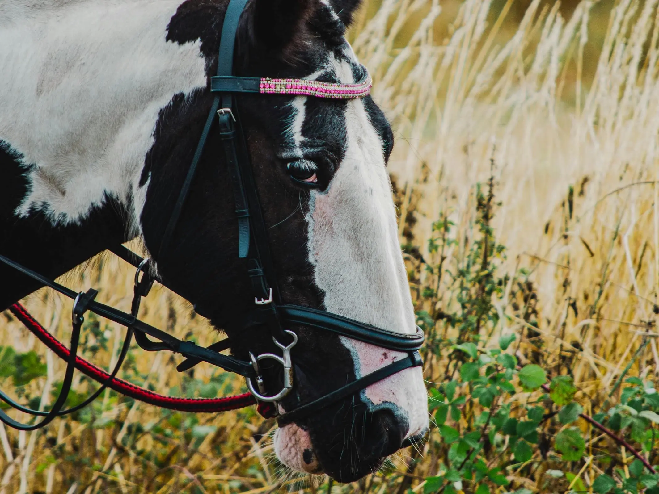 Horse with badger face