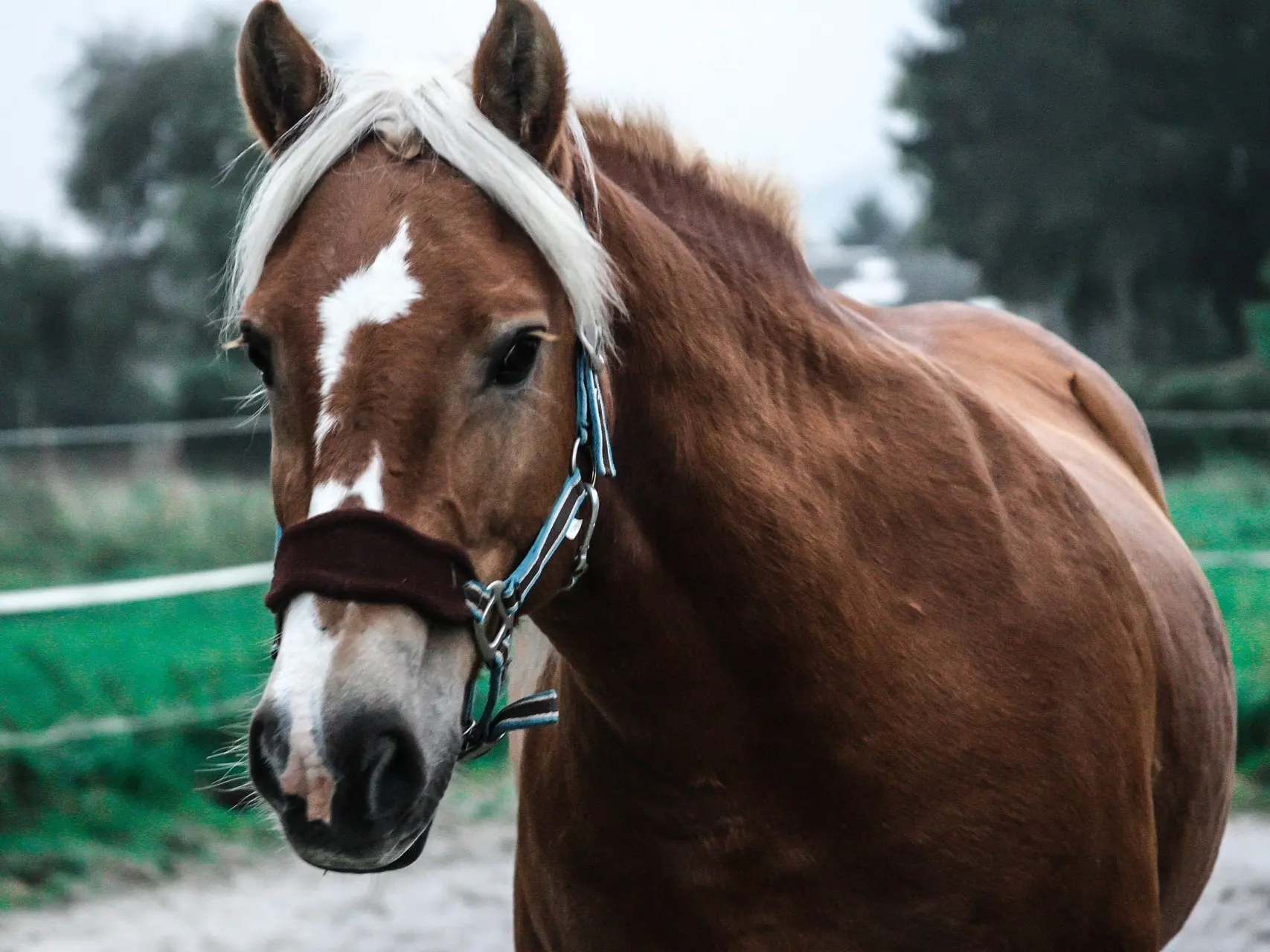 Horse with badger face