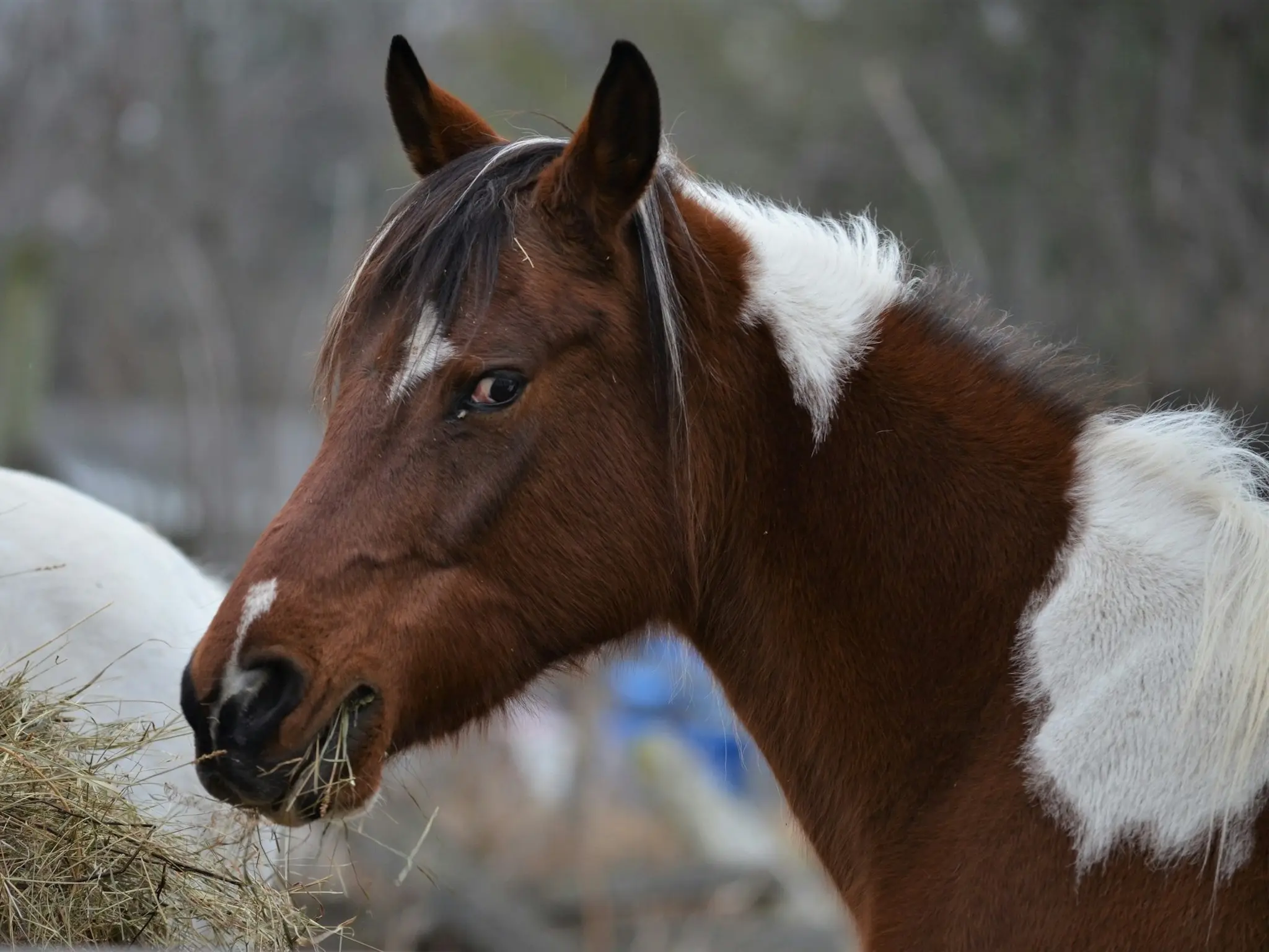 Horse with badger face