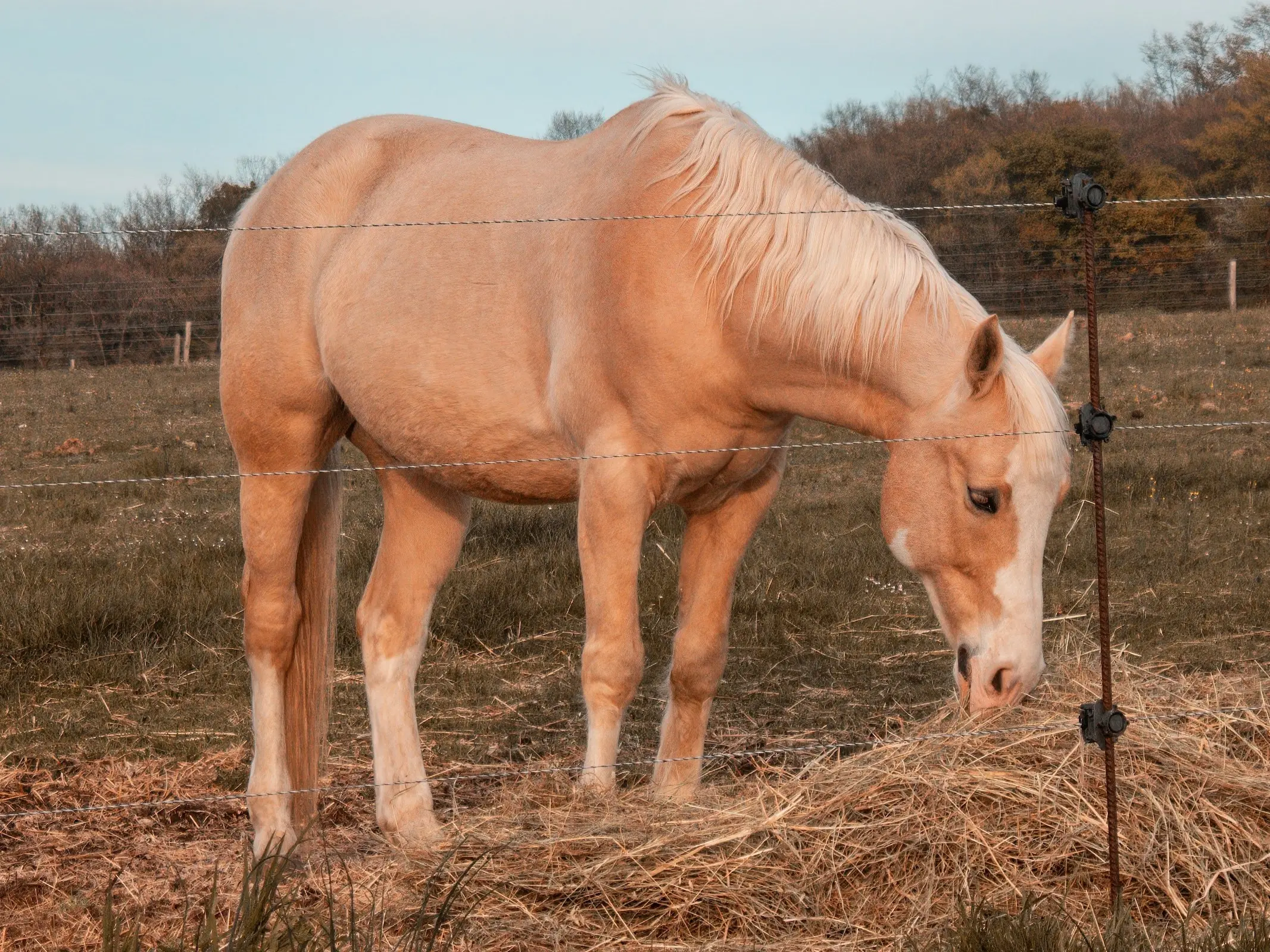 Horse with badger face