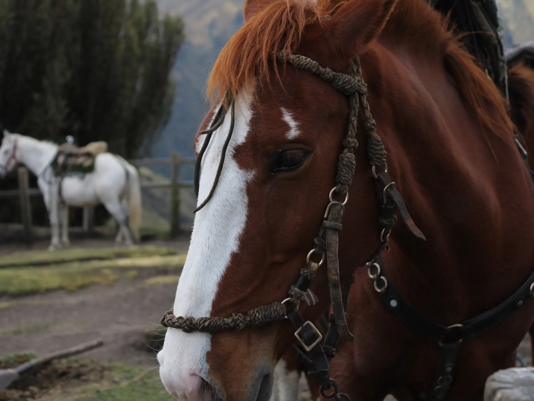 Horse with badger face