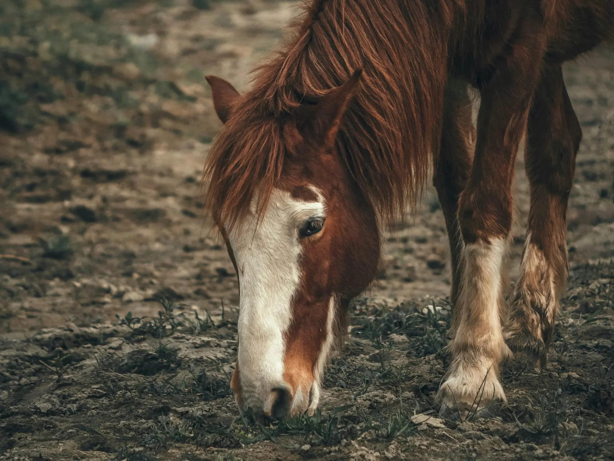 Horse with badger face