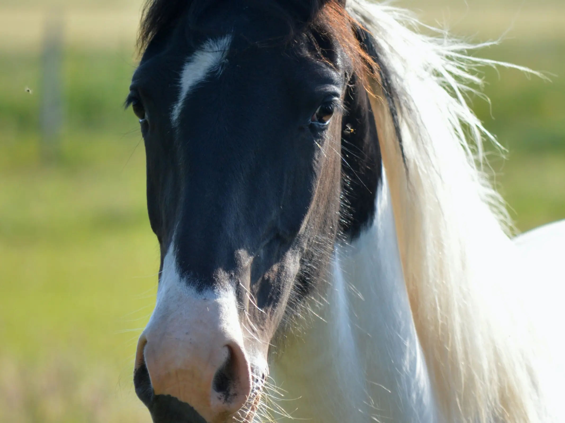 Horse with badger face