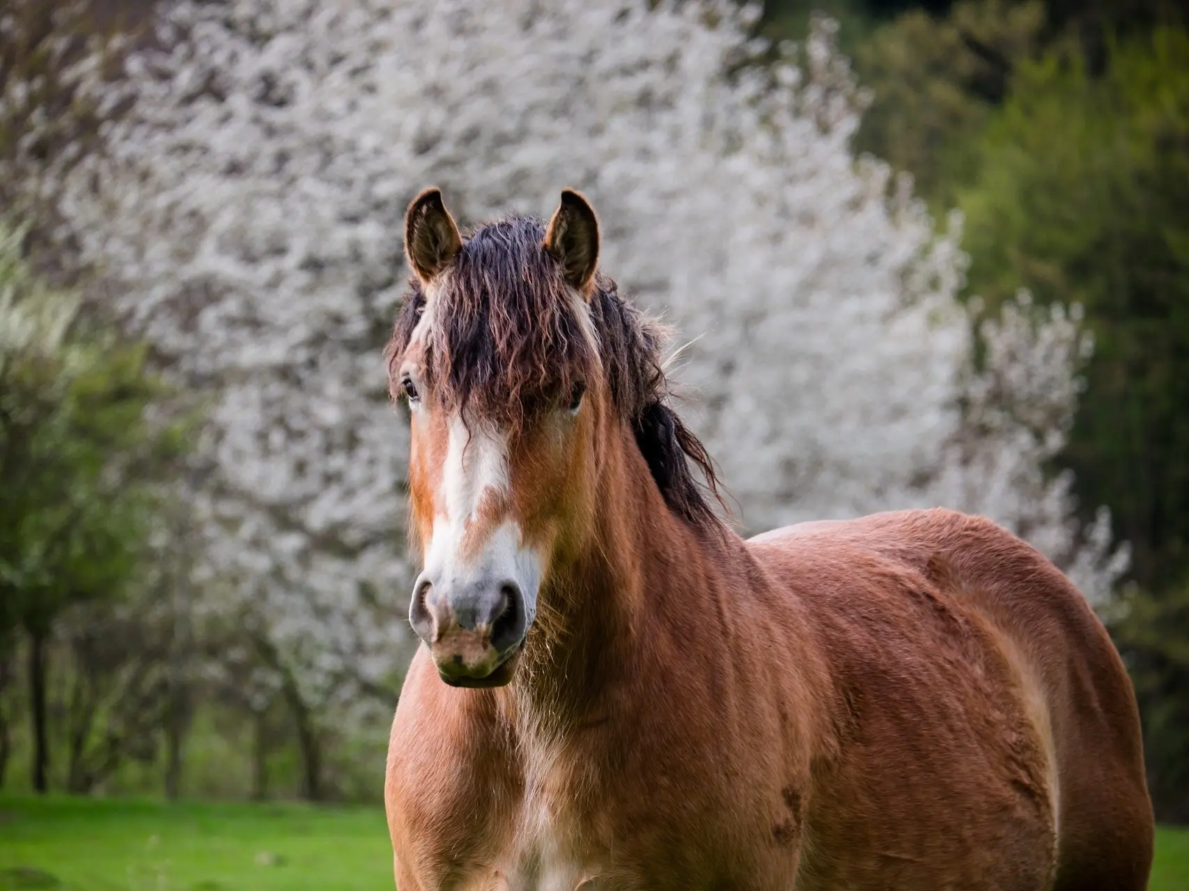 Horse with badger face