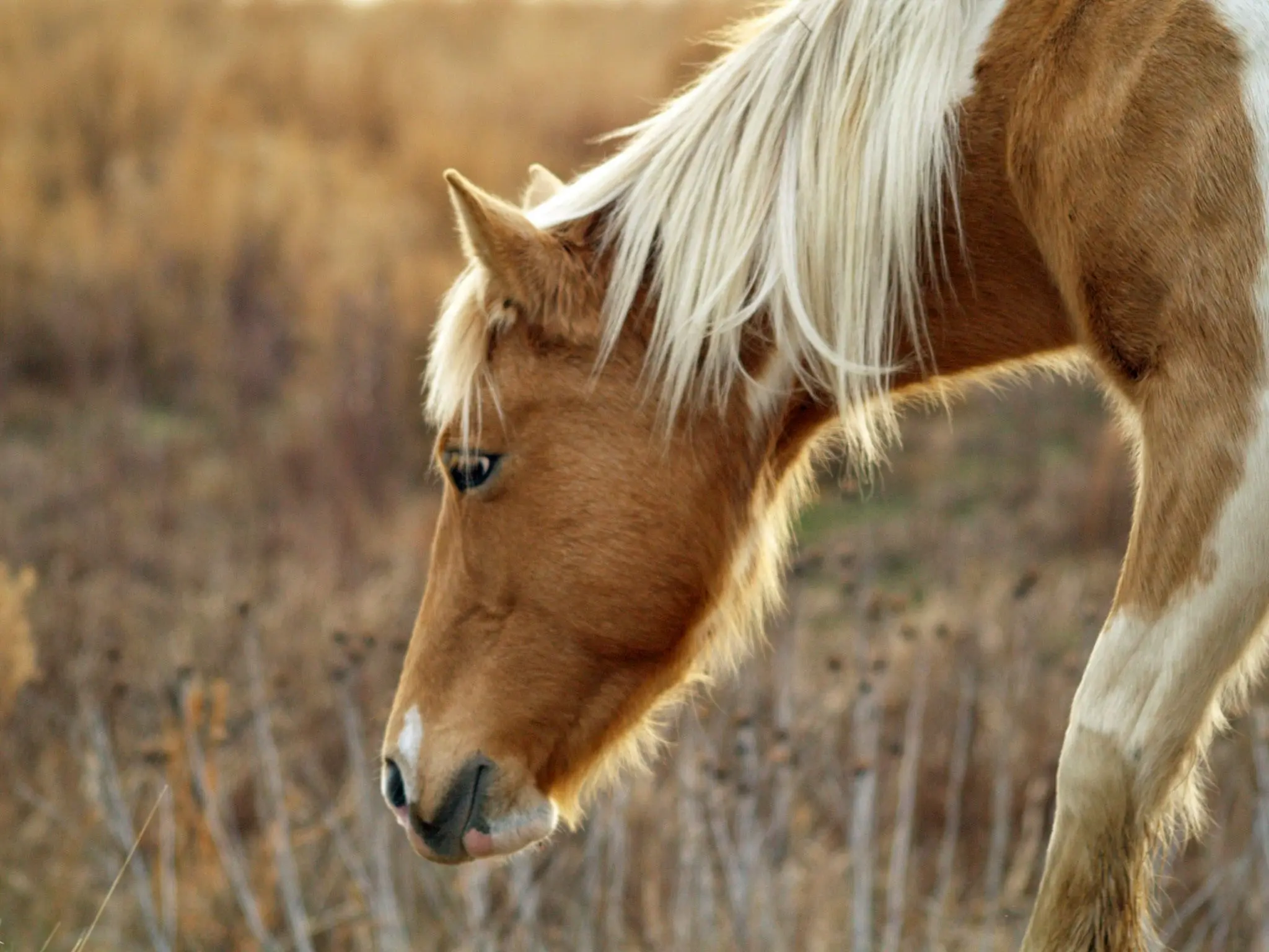 Horse with badger face