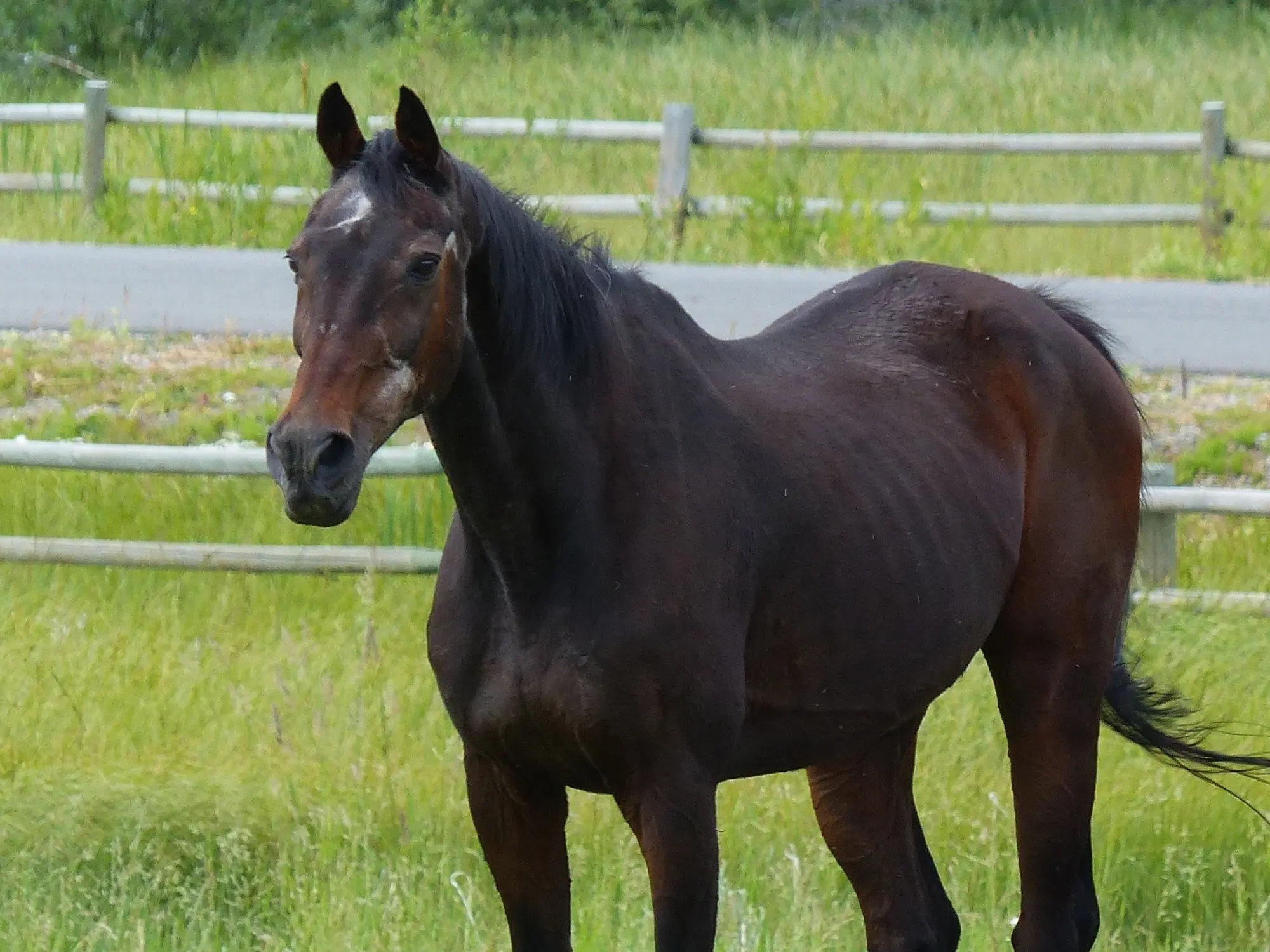 Horse with badger face