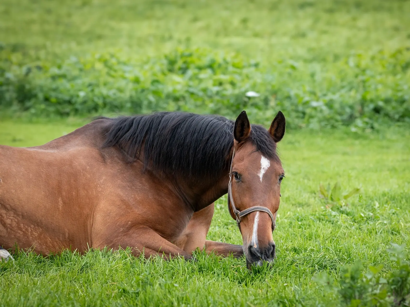 Horse with badger face