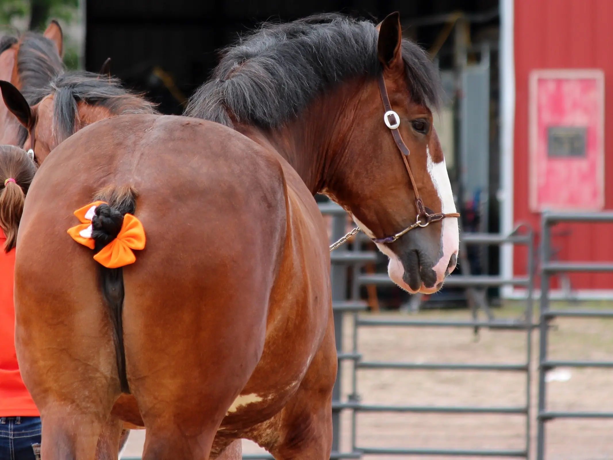 Horse with badger face