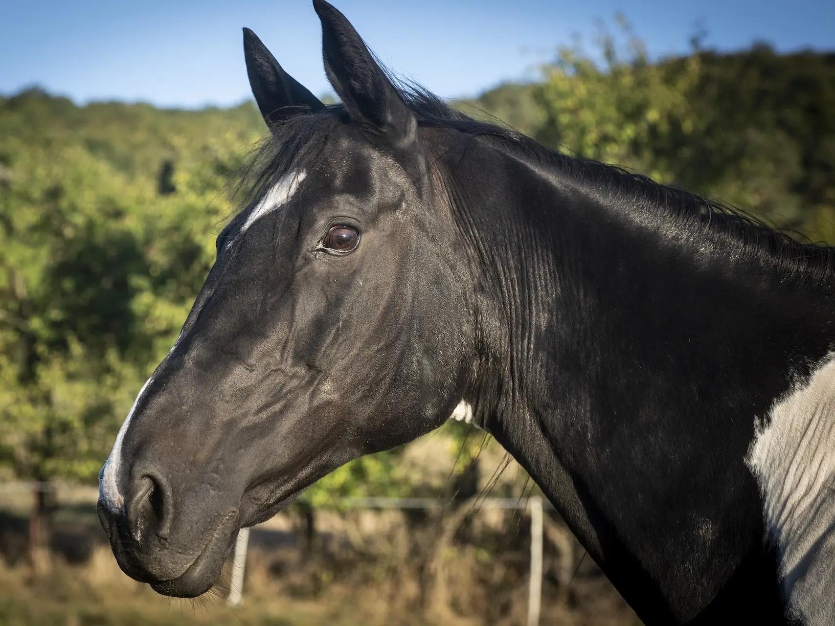 Horse with badger face