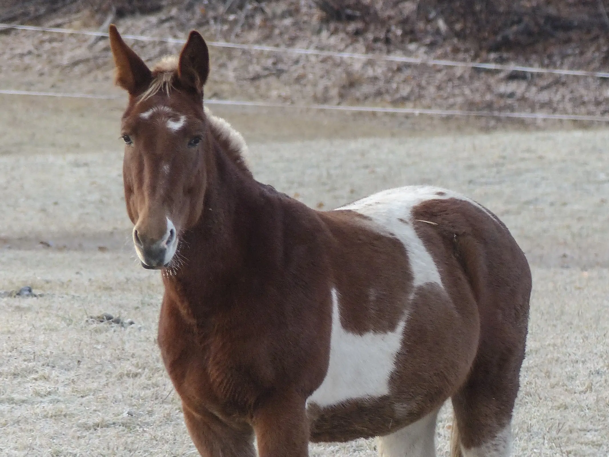 Horse with badger face