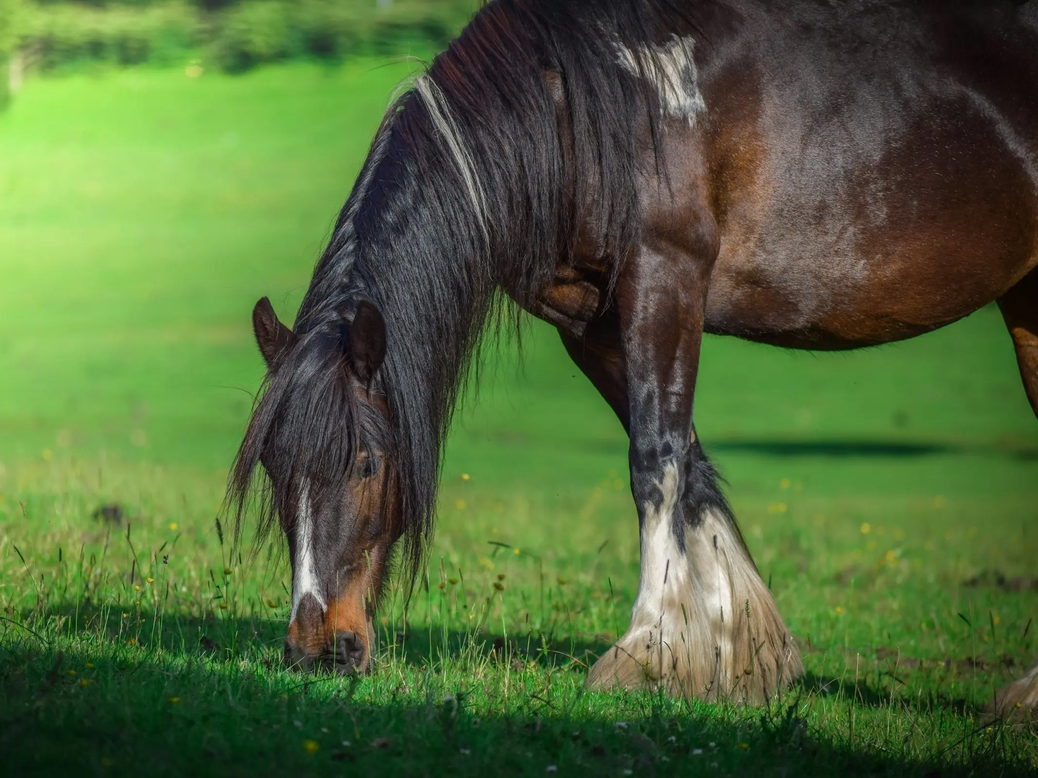 Horse with badger face