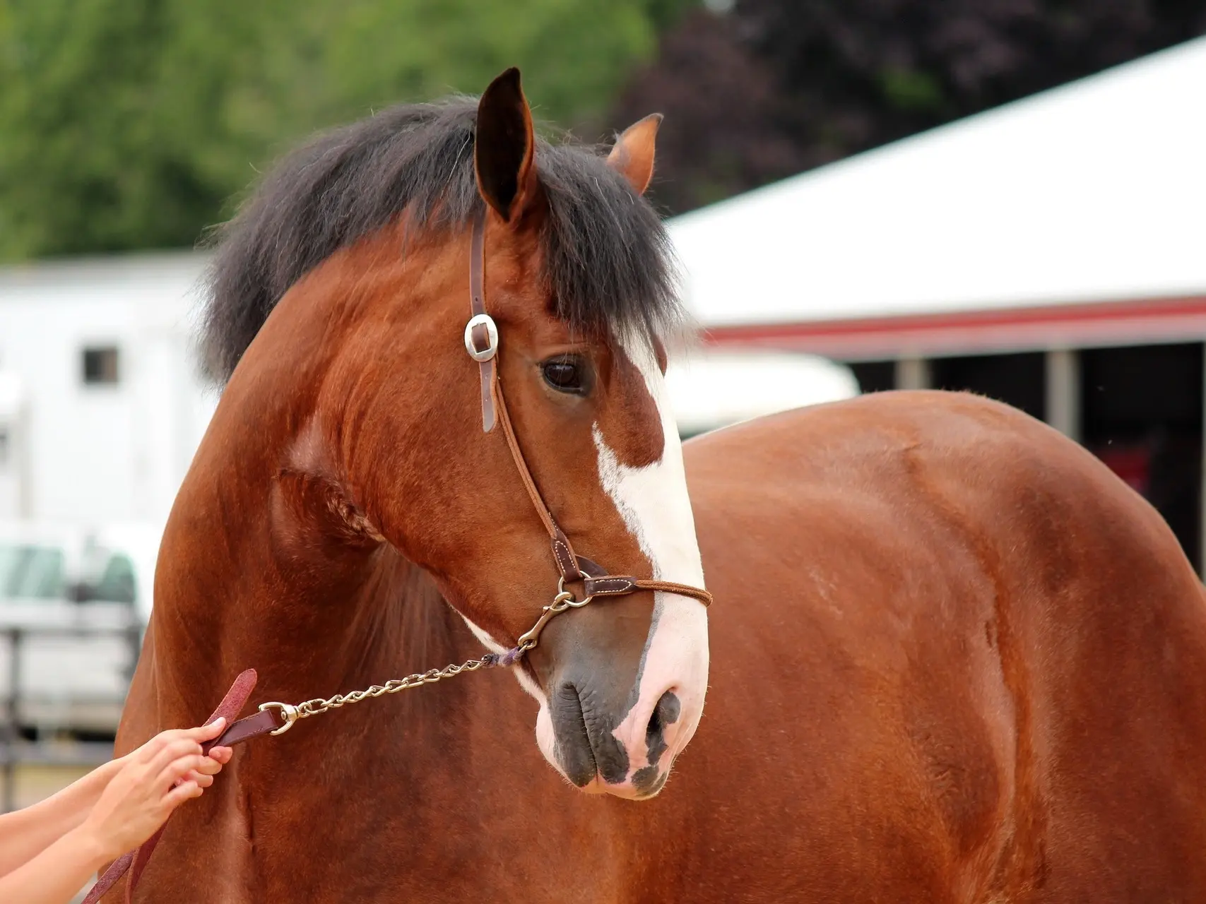 Horse with badger face