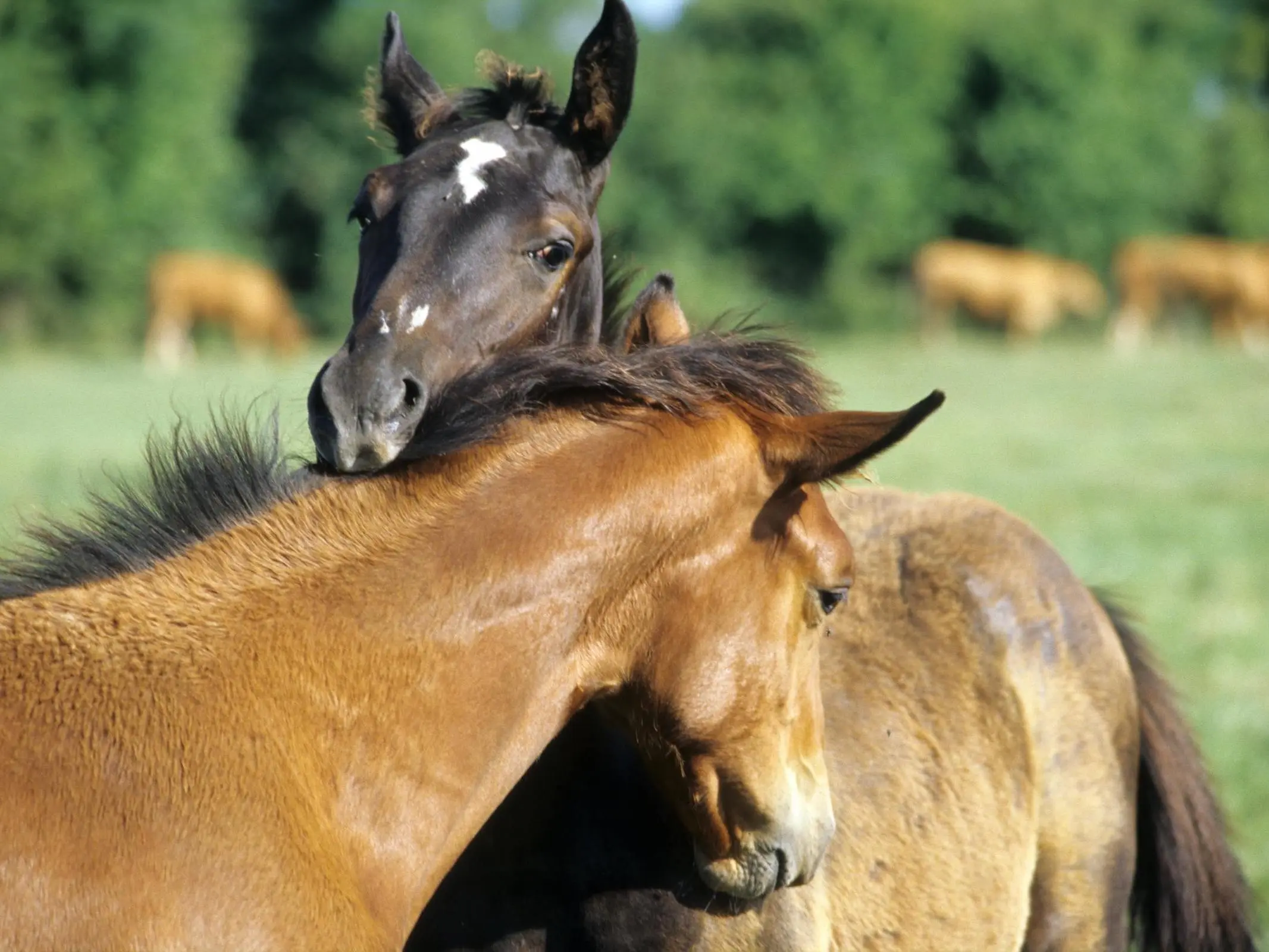 Horse with badger face