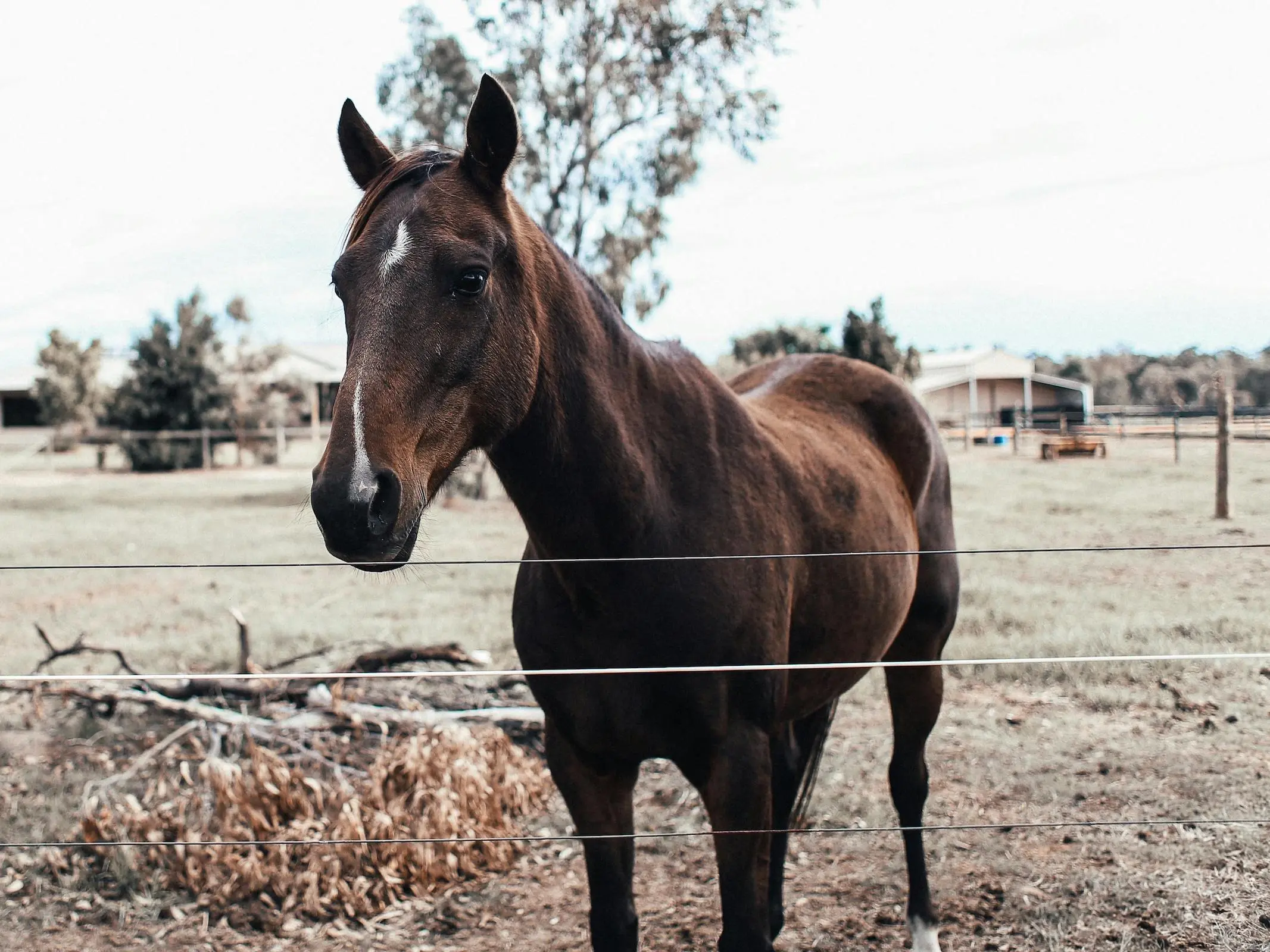 Horse with badger face