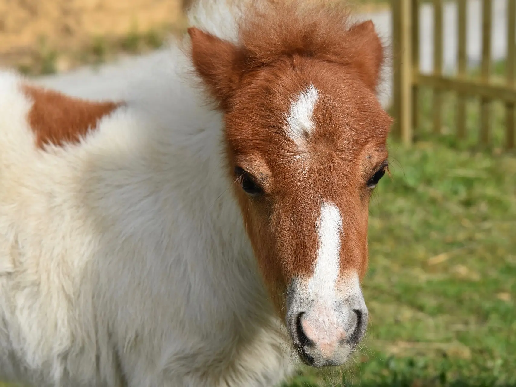 Horse with badger face