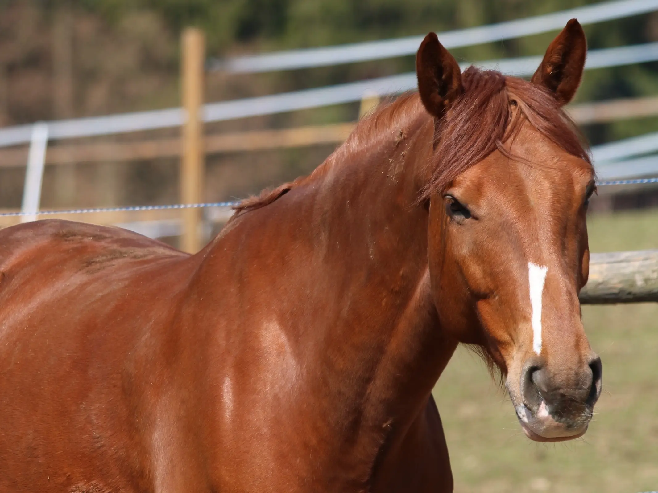 Horse with occluded markings