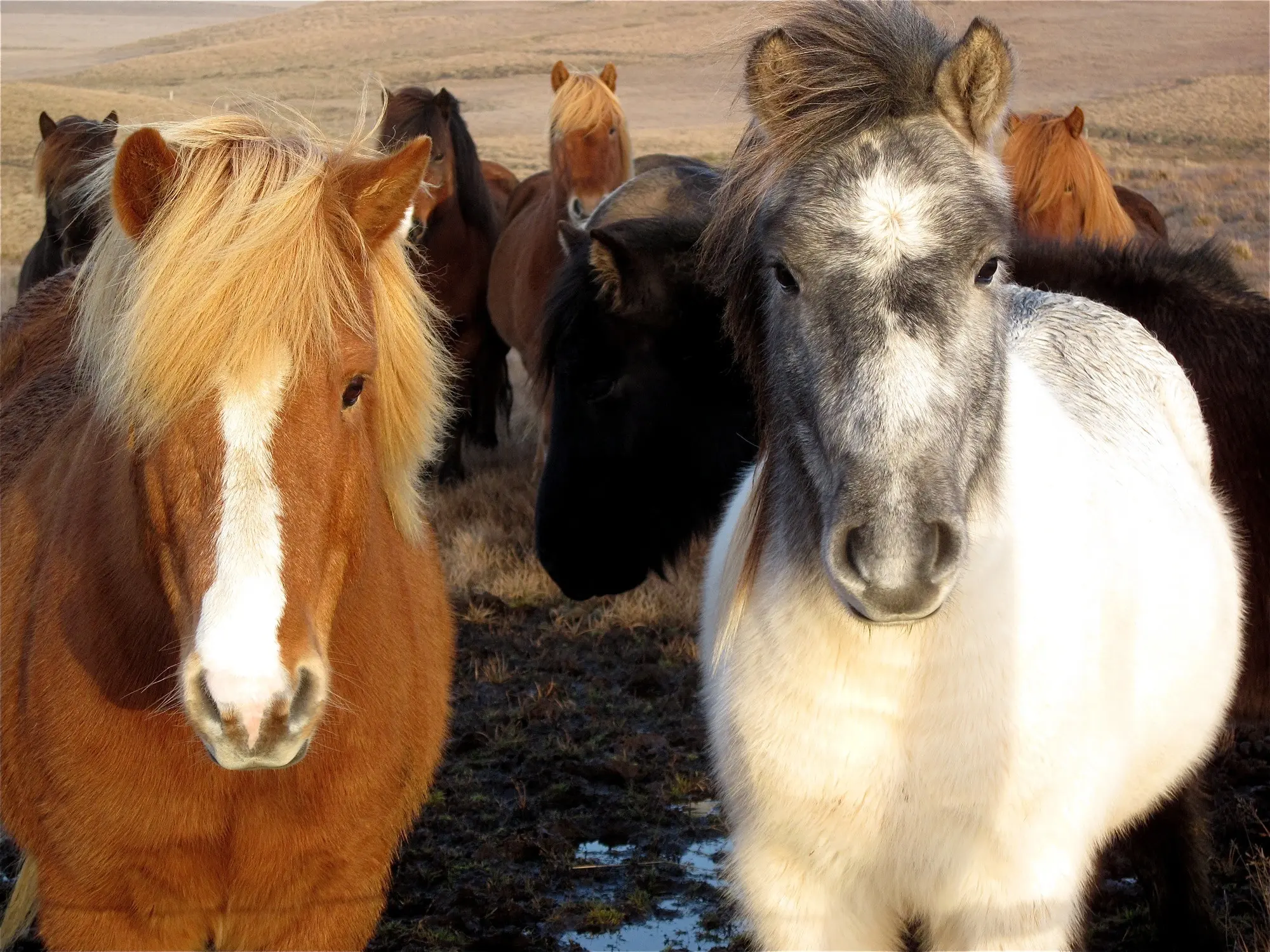 Horse with badger face