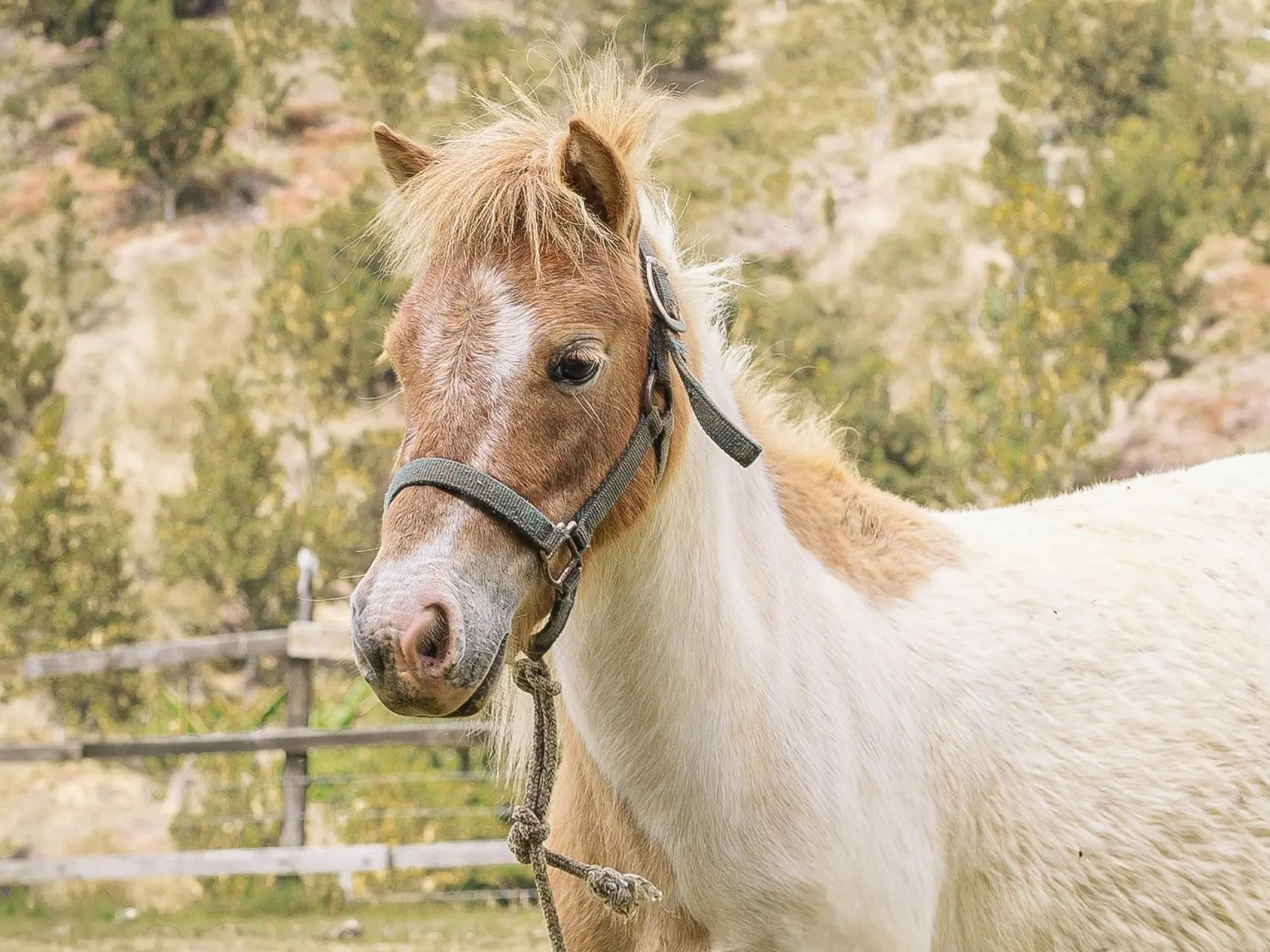 Horse with badger face