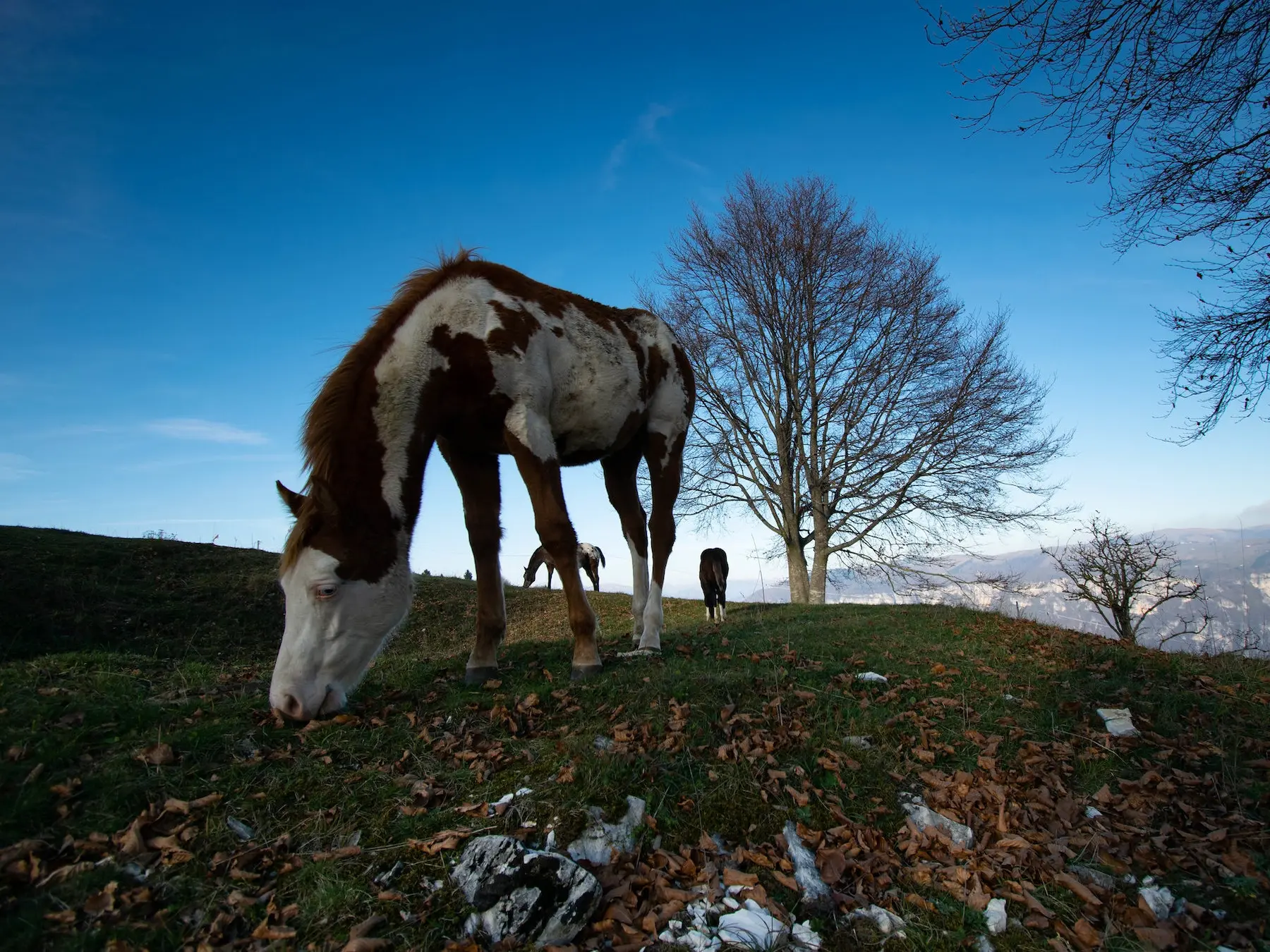 Bald faced horse