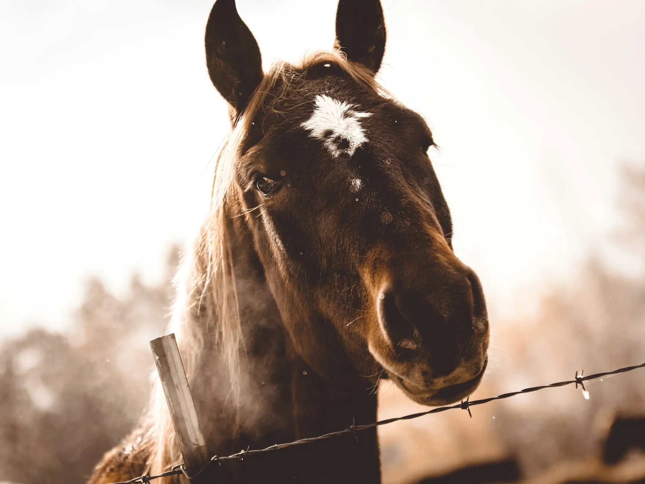 Horse with Belton face markings