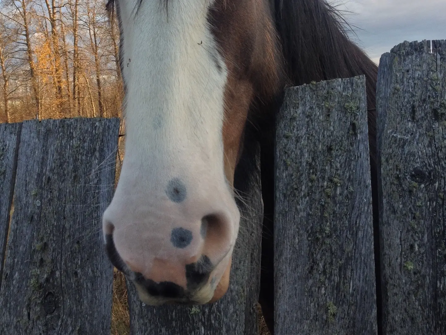 Horse with Belton face markings