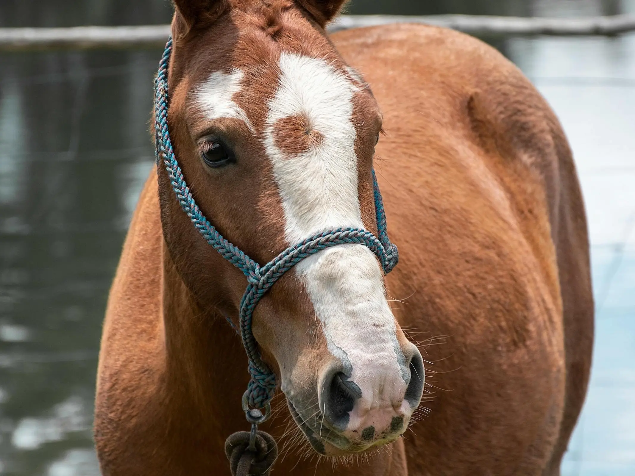 Horse with Belton face markings