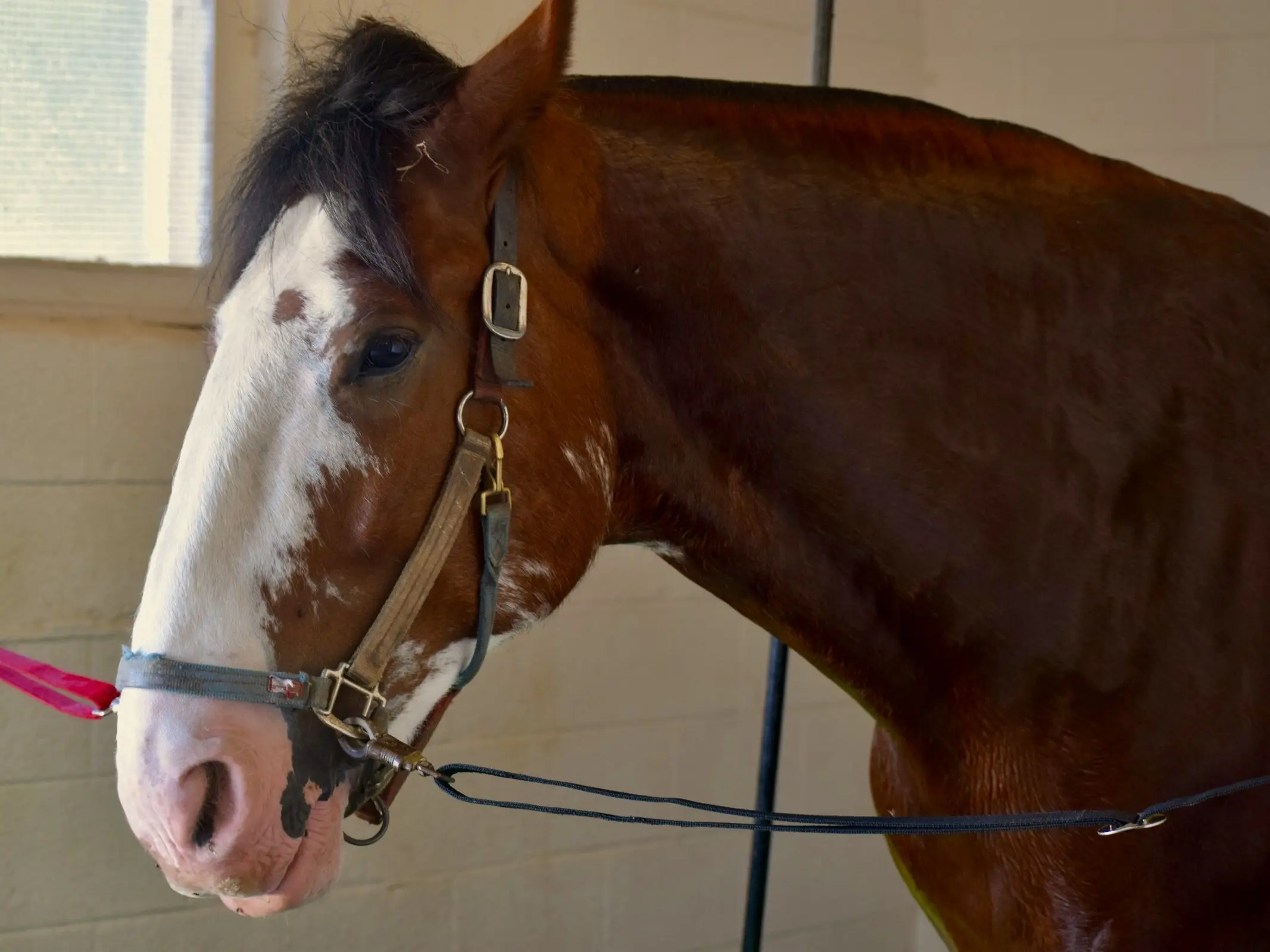 Horse with Belton face markings