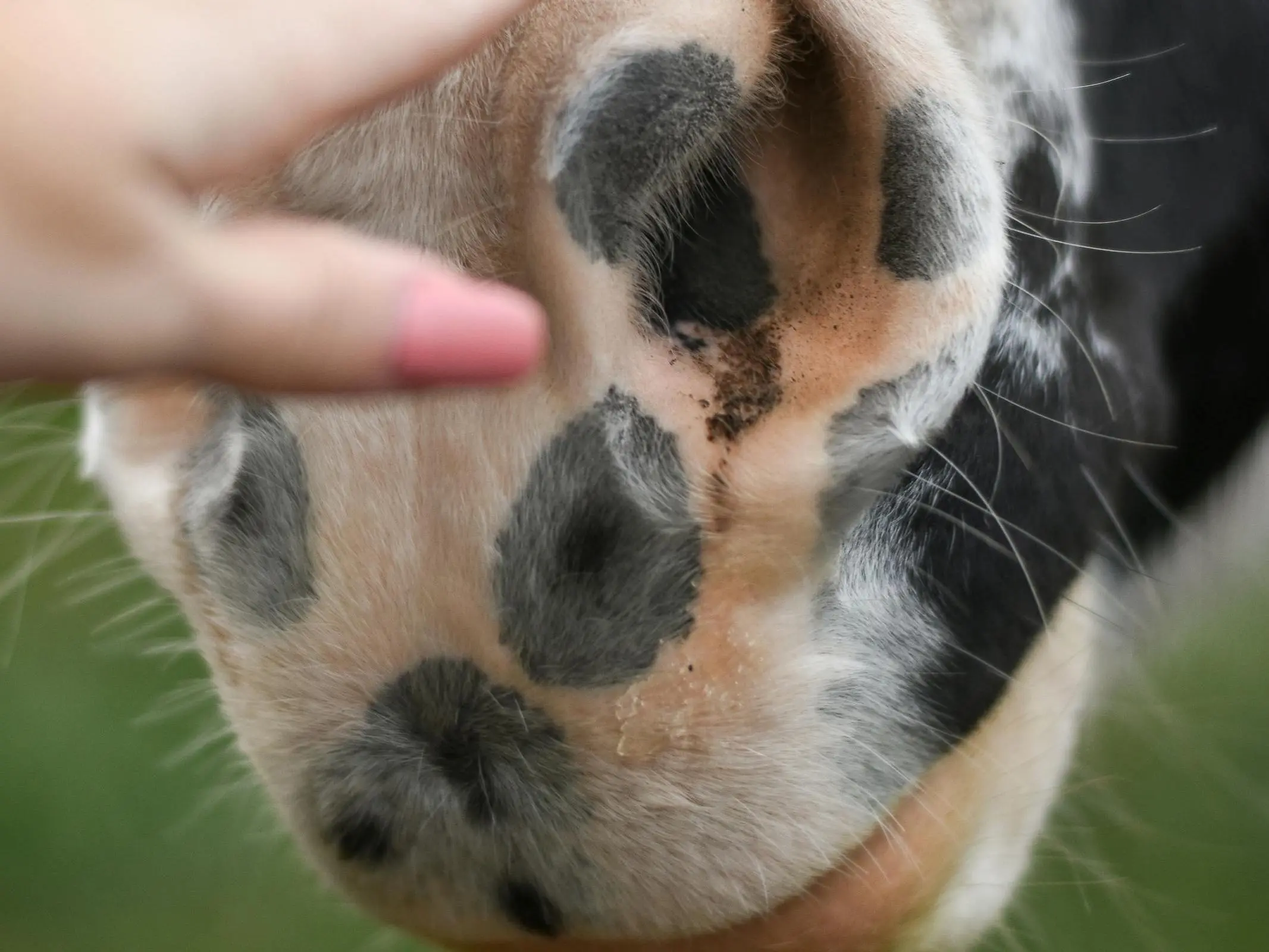 Horse with a belton spots