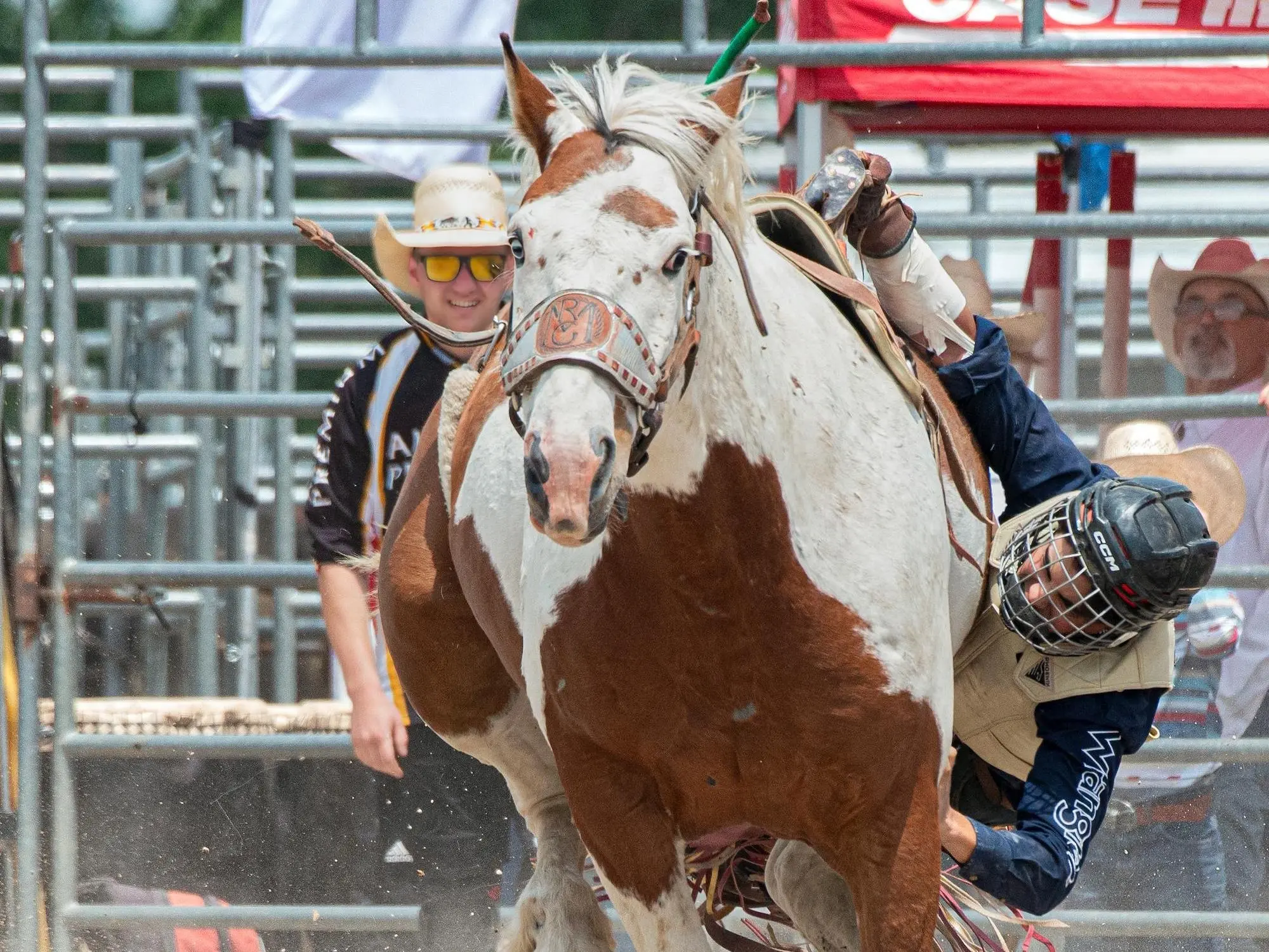 Horse with Belton face markings