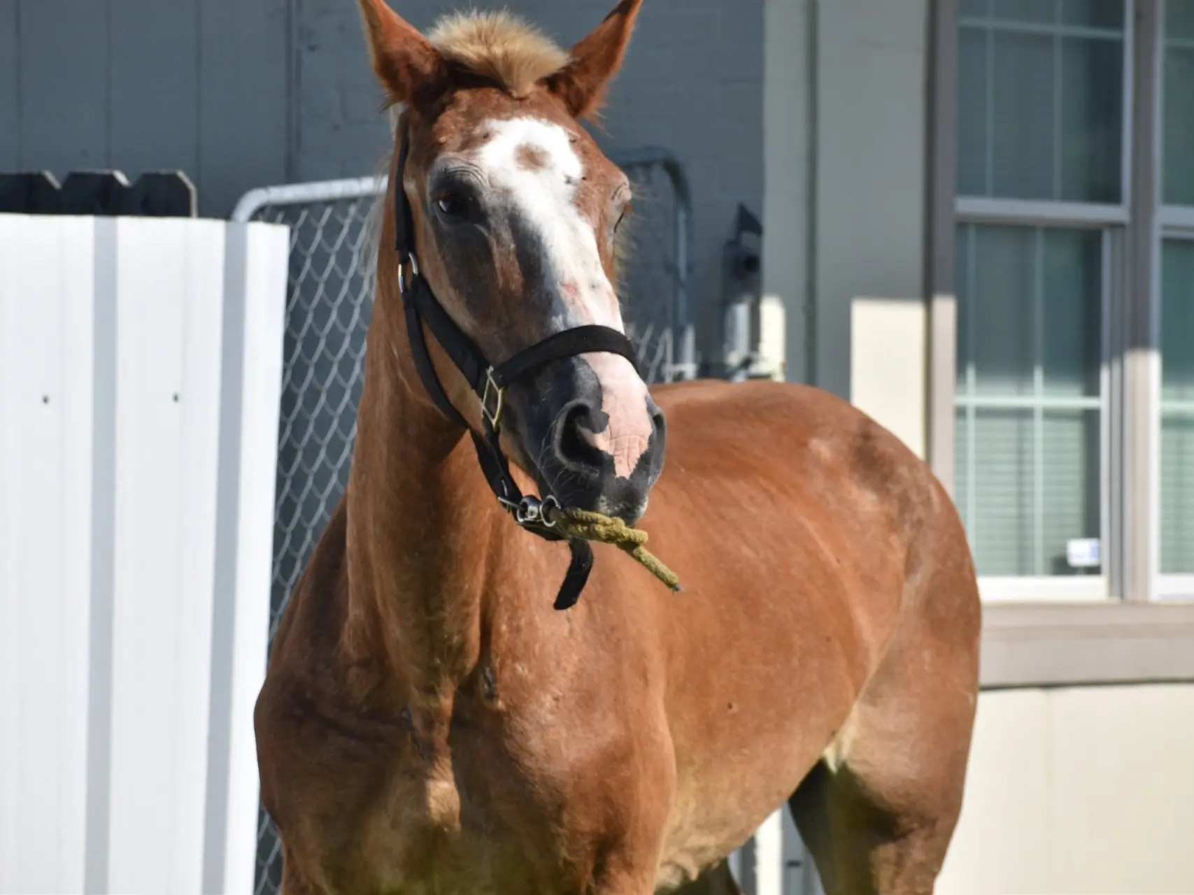 Horse with Belton face markings