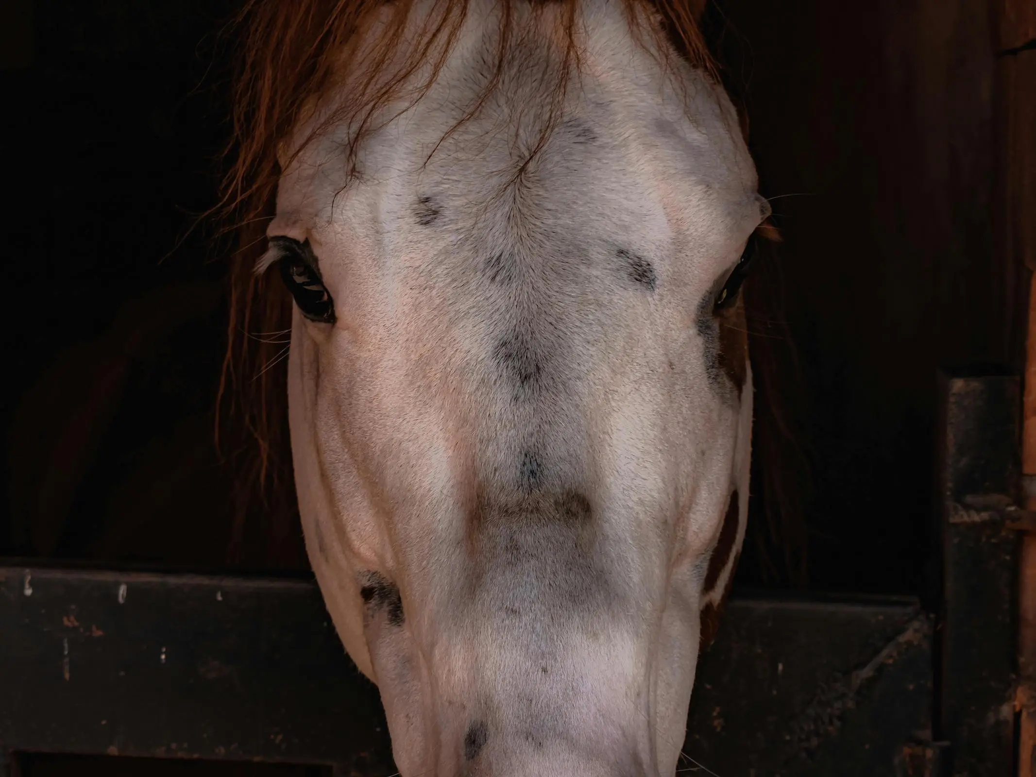 Horse with Belton face markings