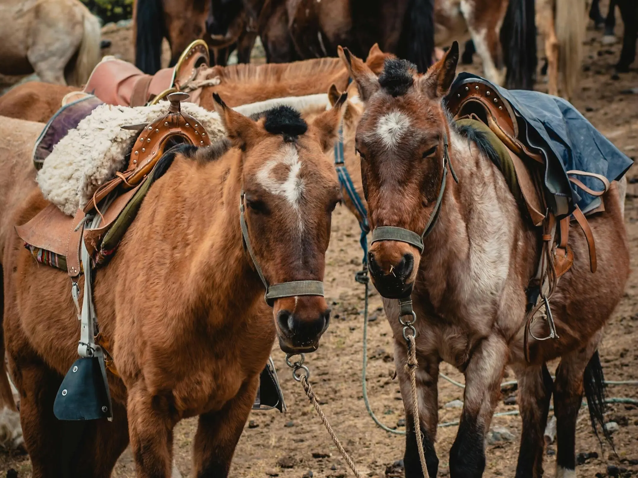 Horse with Belton face markings