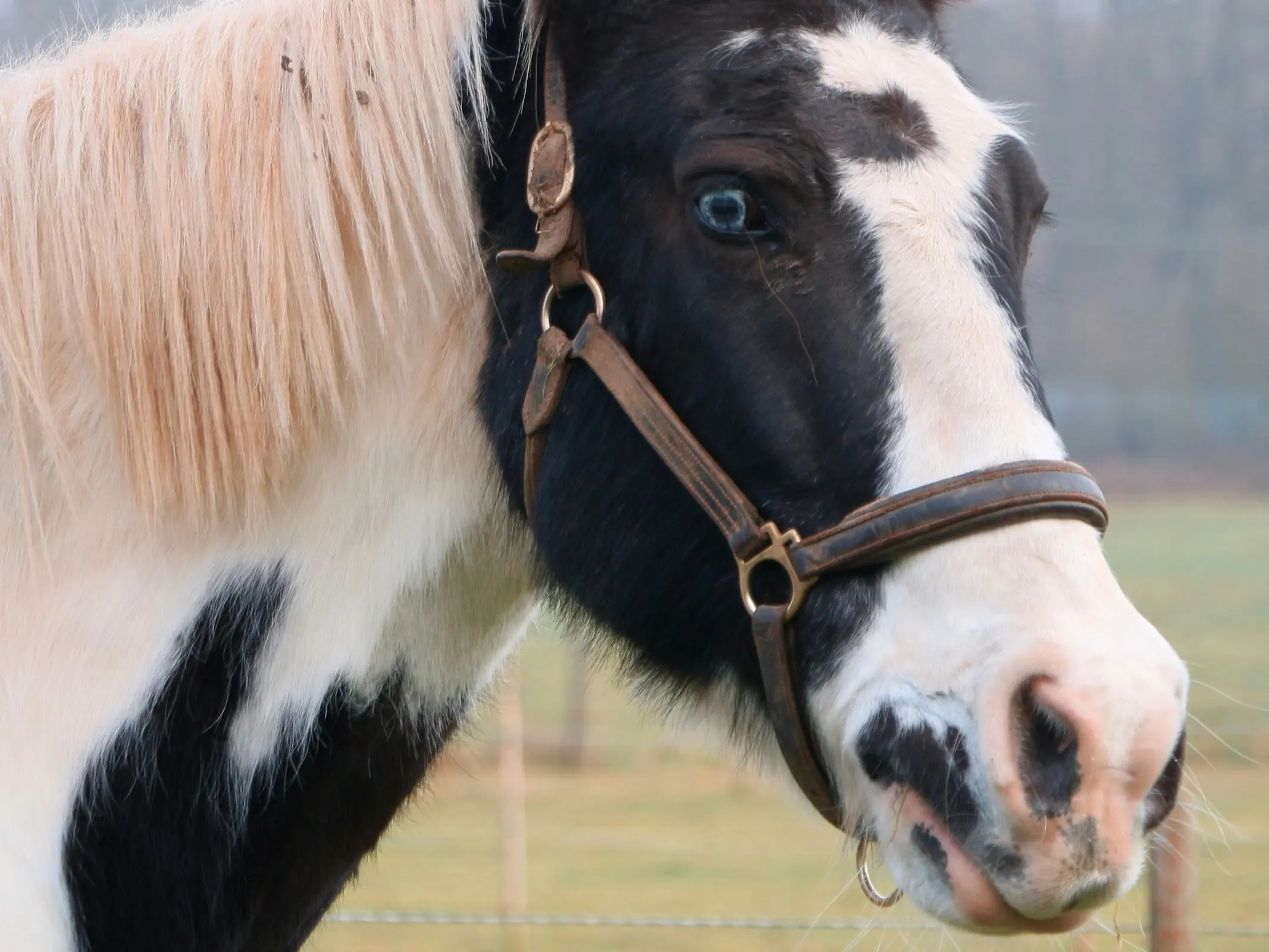 Horse with Belton face markings