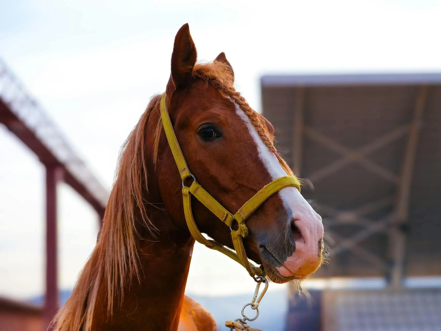 Horse with blaze marking