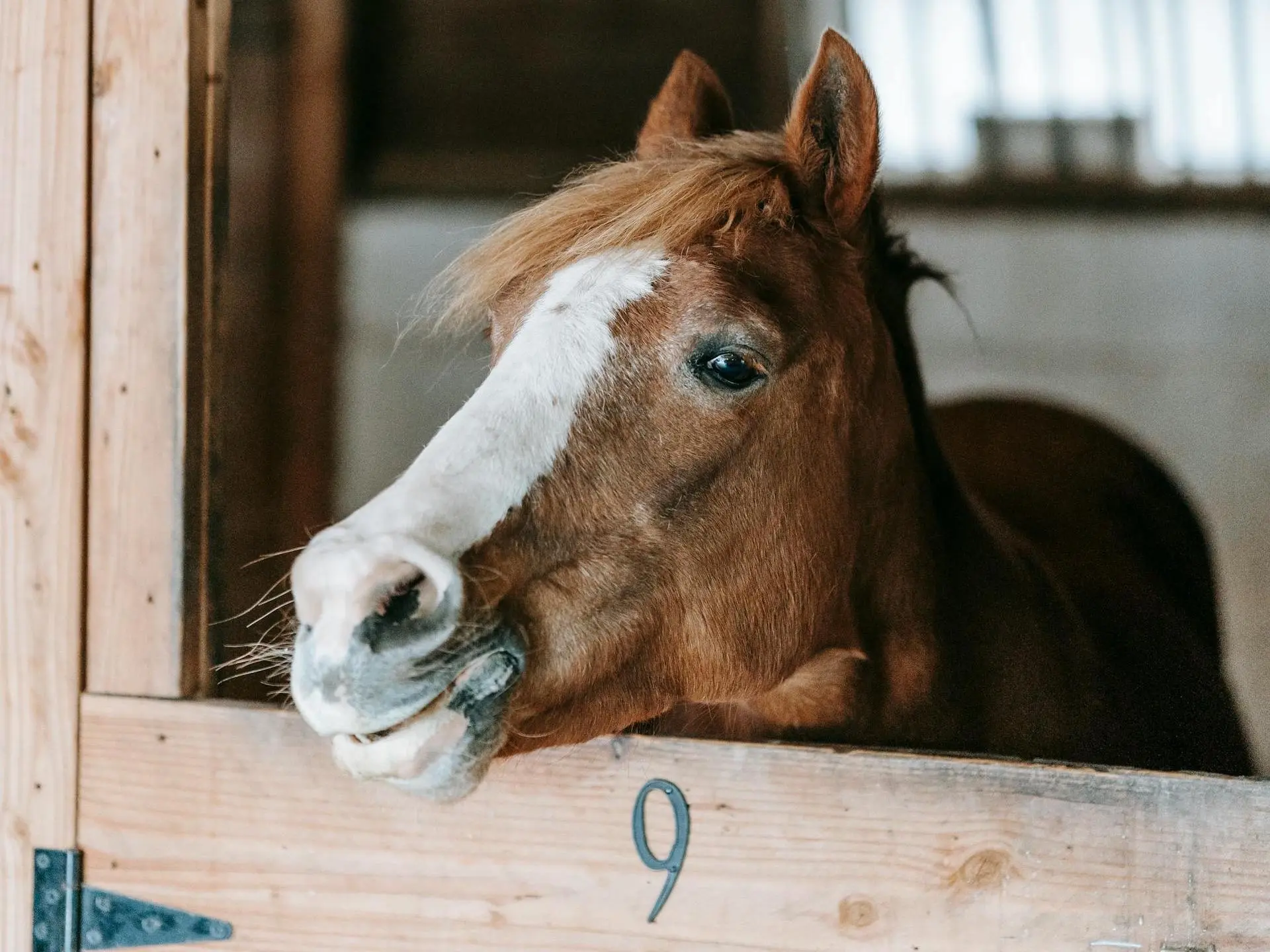 Horse with blaze marking