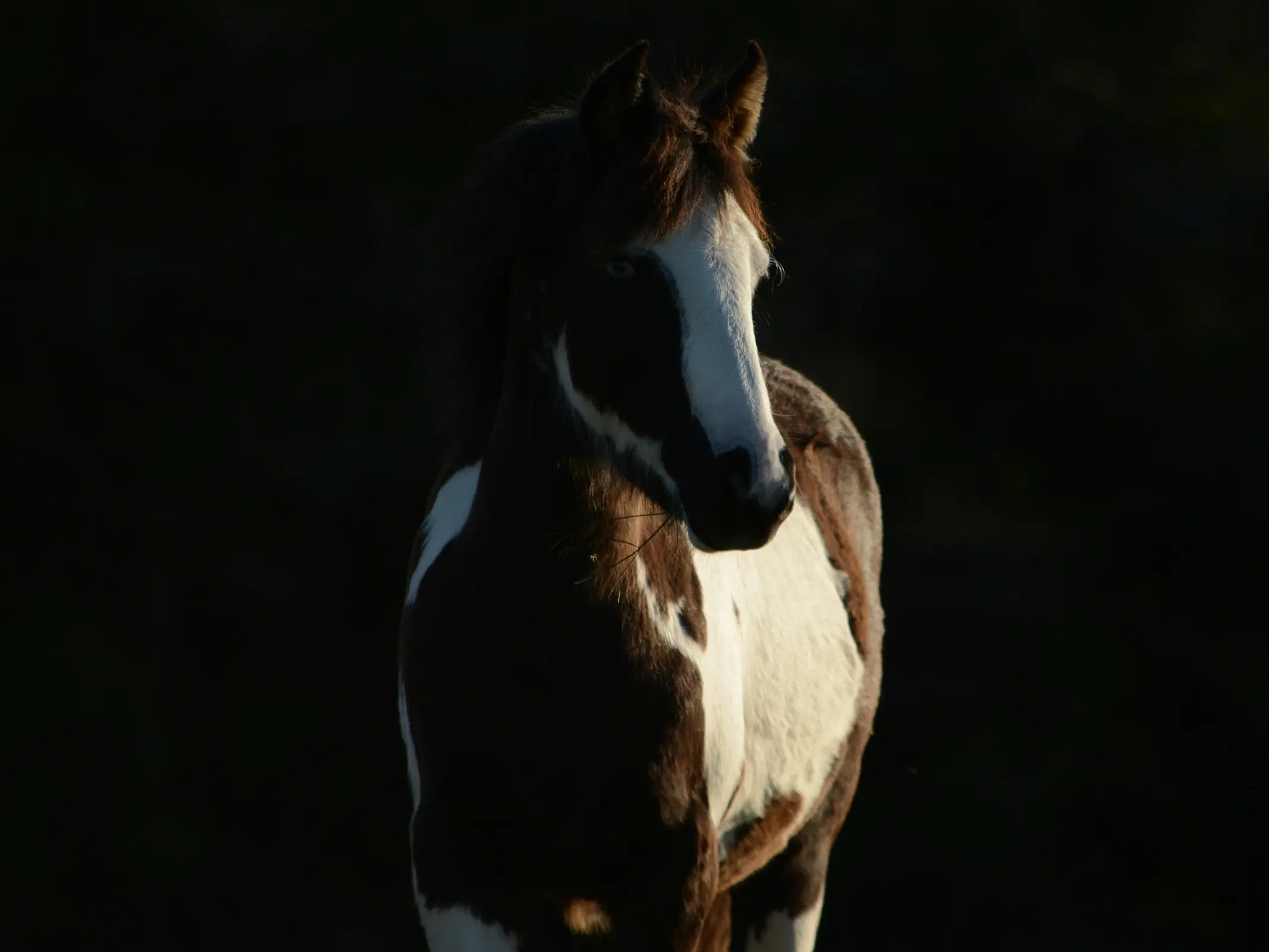 Horse with blaze marking