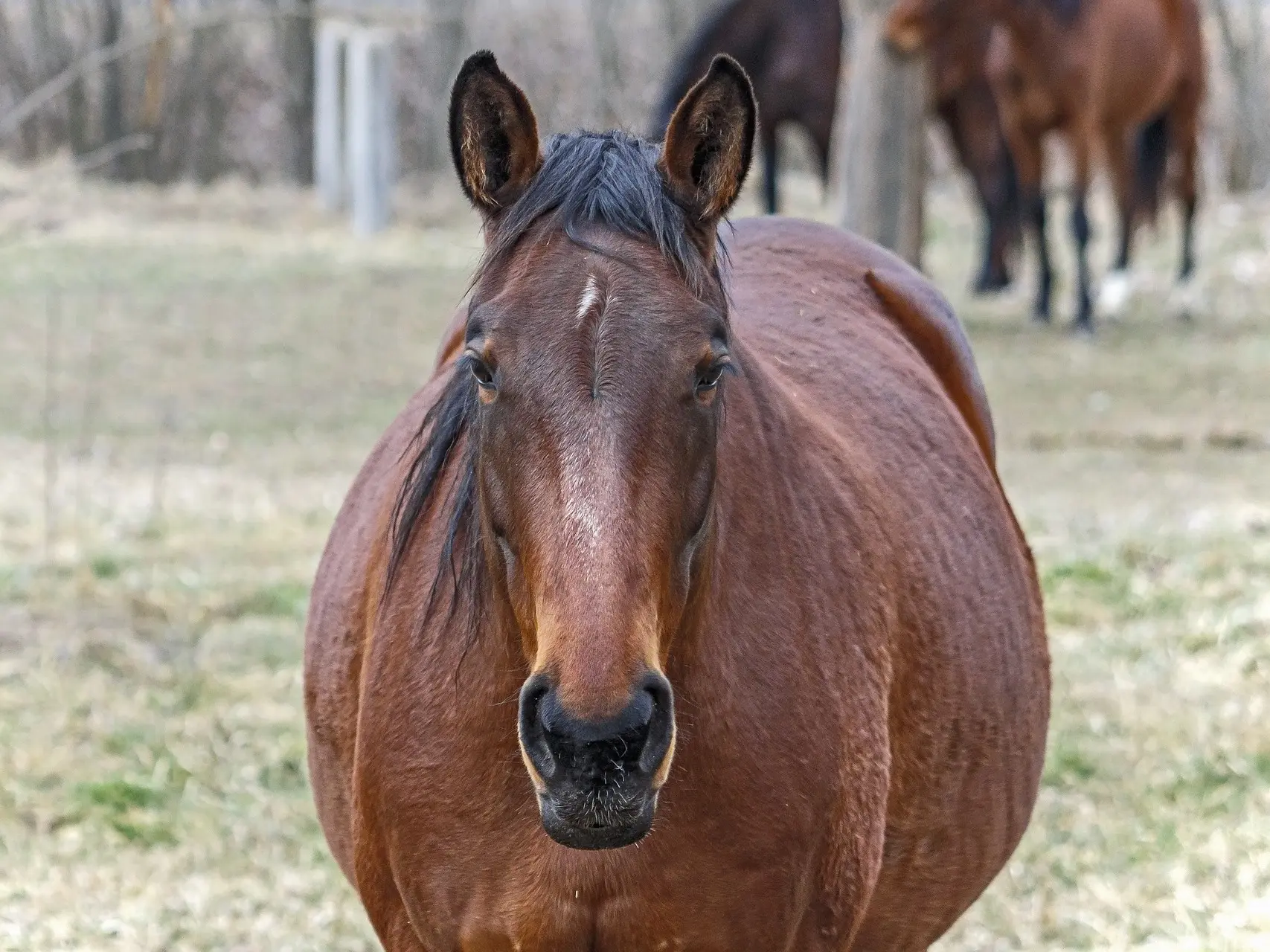 Horse with faint marking