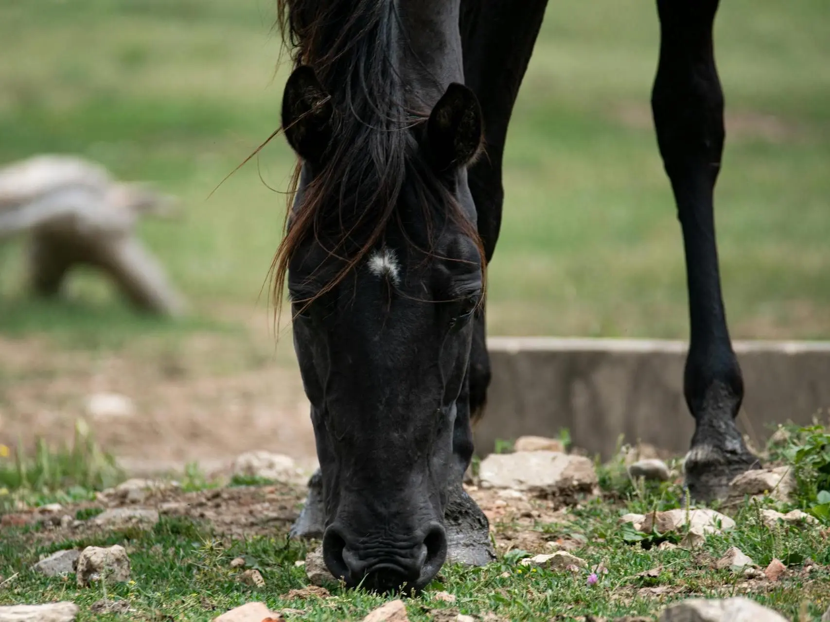 Horse with a faint