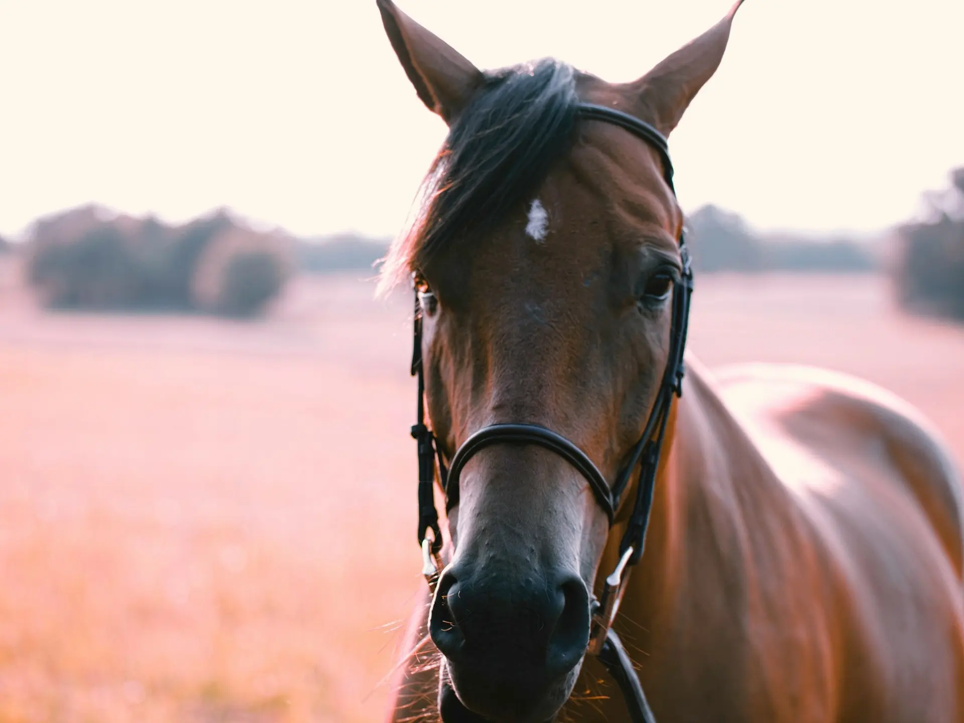 Horse with faint marking