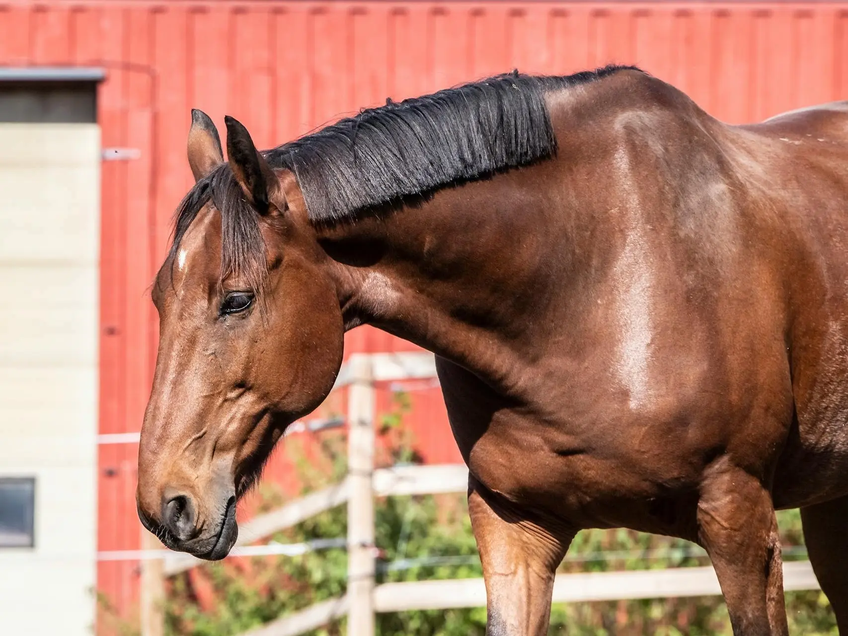 Horse with faint marking