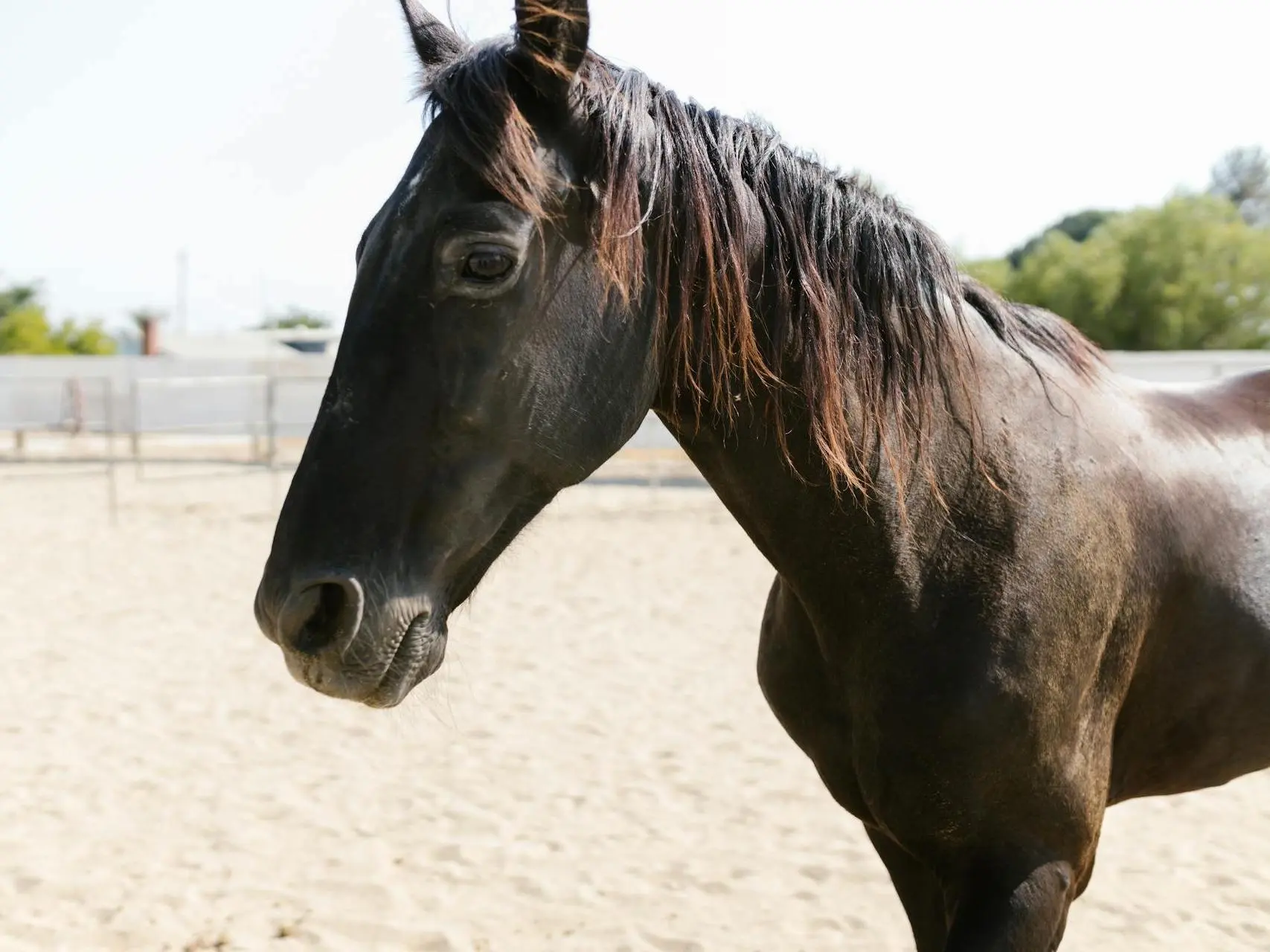 Horse with faint marking