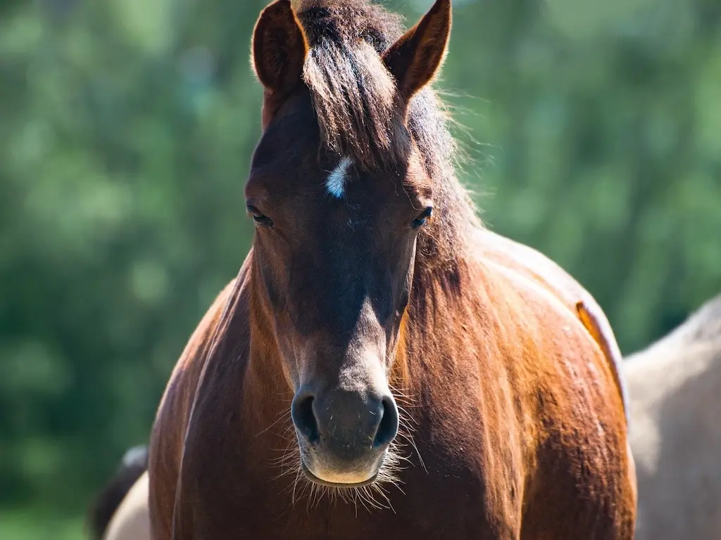 Horse with faint marking