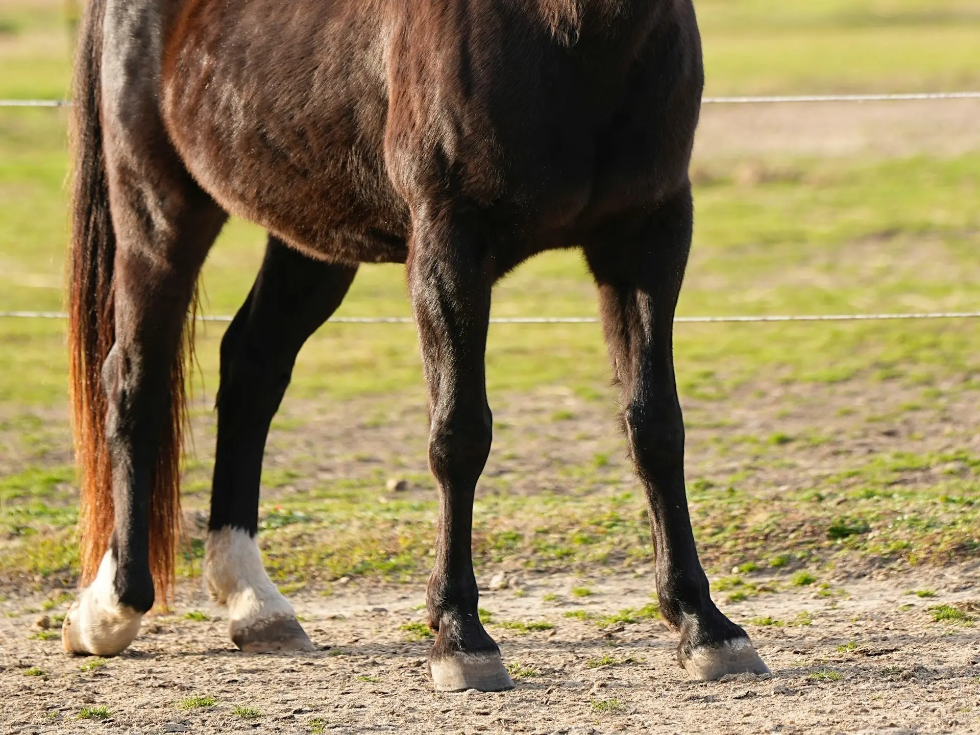 Horse with a fetlock leg marking