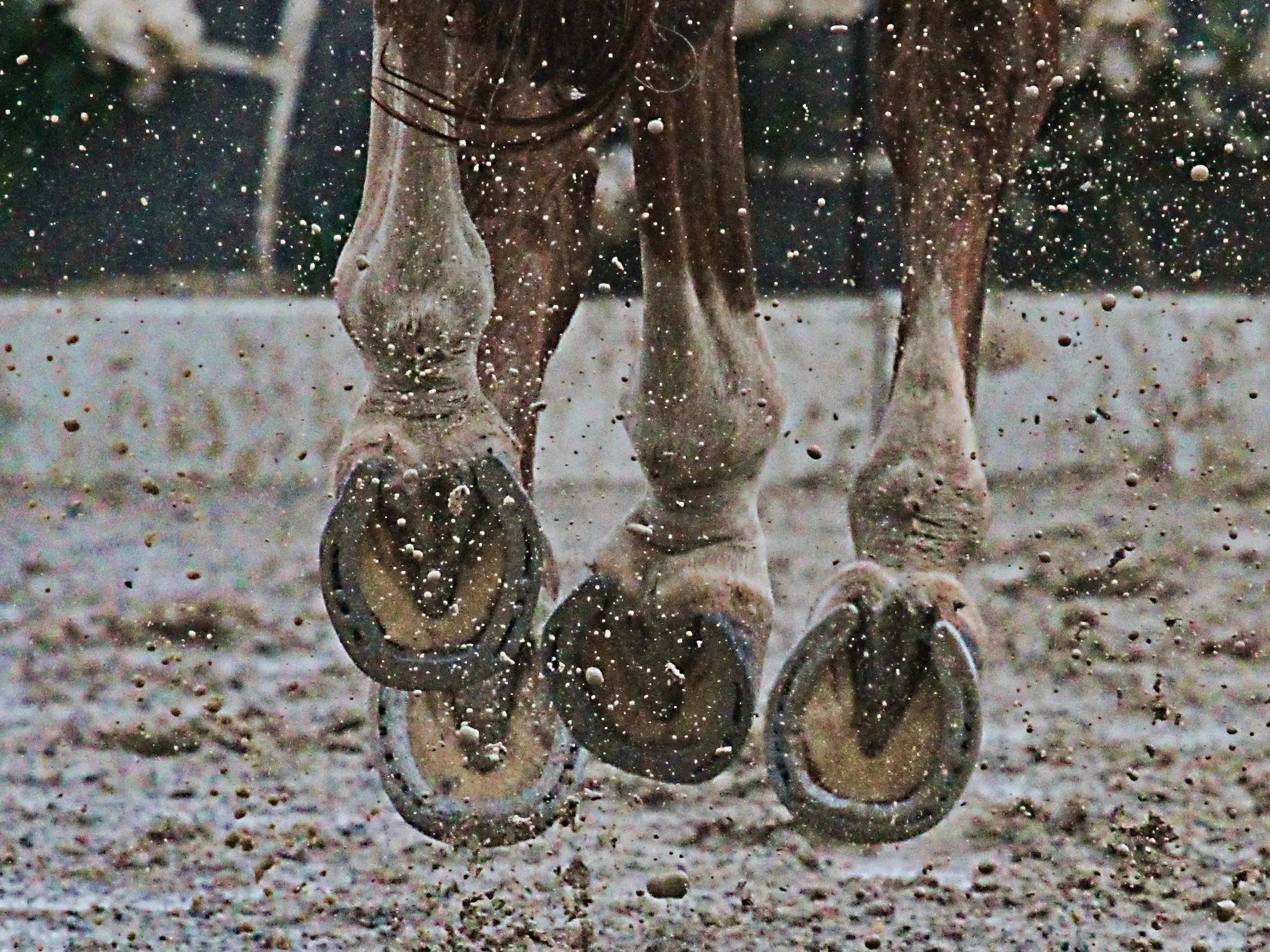 Horse with a fetlock leg marking